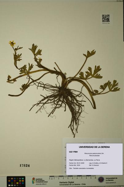 Ranunculus peduncularis [Espécimen: ULS:ULS:0017824]