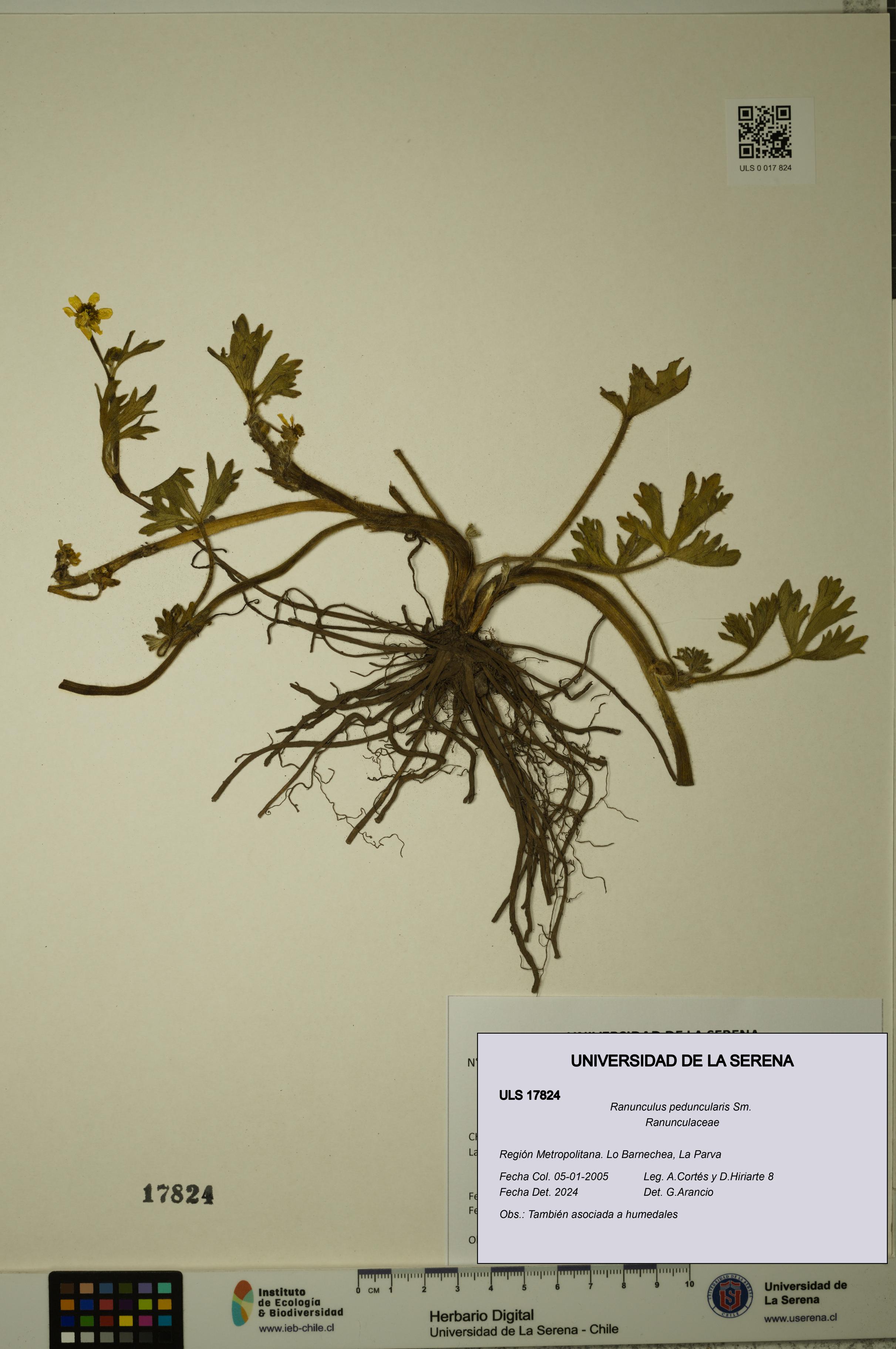 Ranunculus peduncularis [Espécimen: ULS:ULS:0017824]