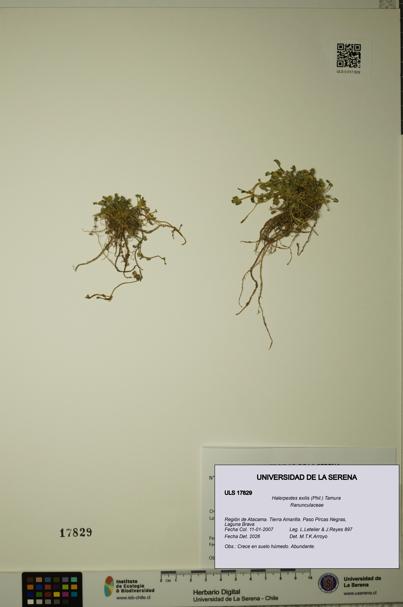 Halerpestes exilis [Espécimen: ]