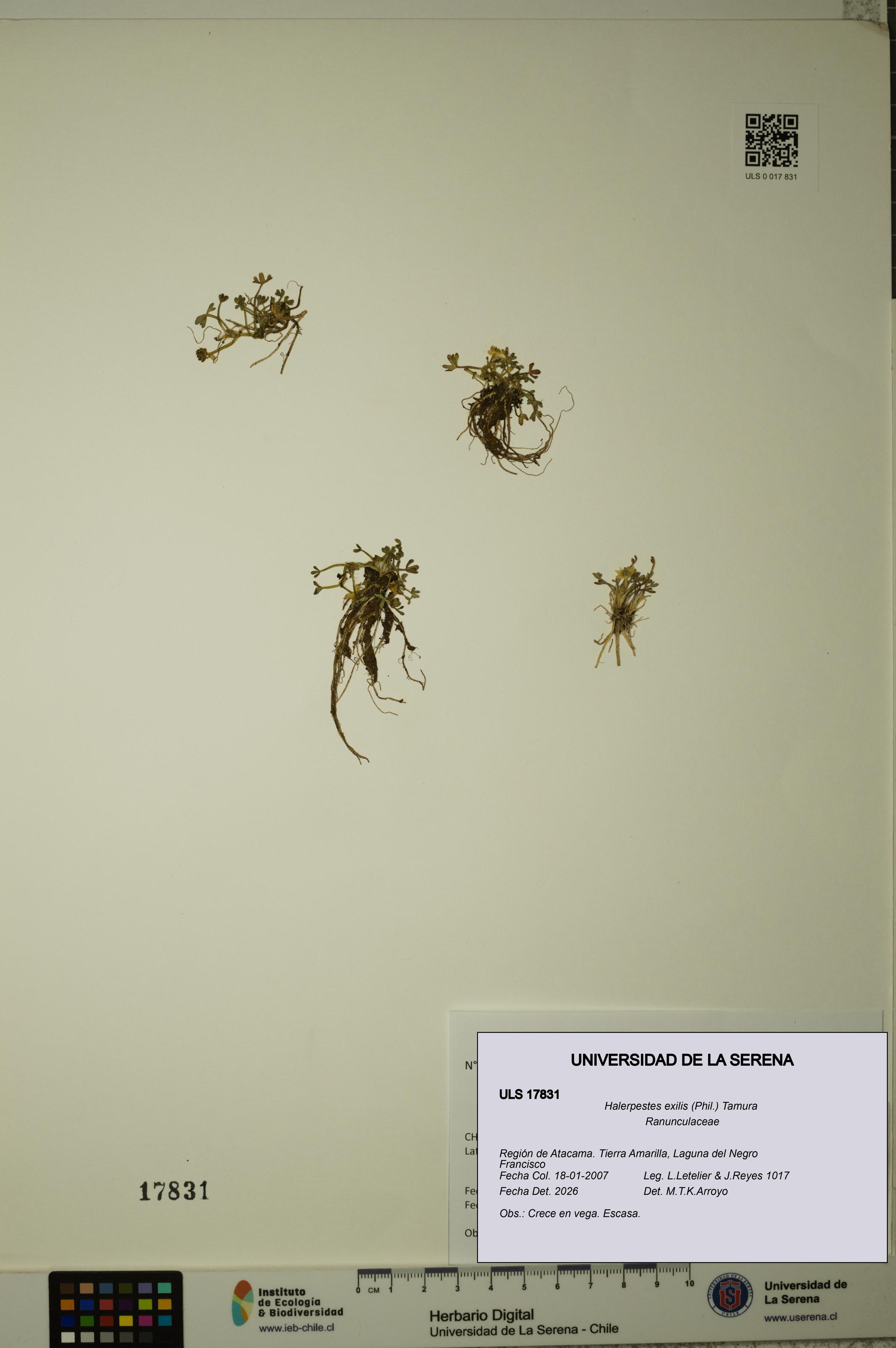 Halerpestes exilis [Espécimen: ]