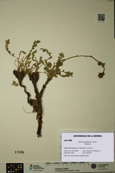 Acaena pinnatifida [Espécimen: ULS:ULS:0017895]