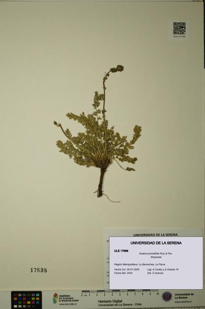 Acaena pinnatifida [Espécimen: ULS:ULS:0017898]