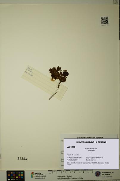 Rubus geoides [Espécimen: ULS:ULS:0017995]