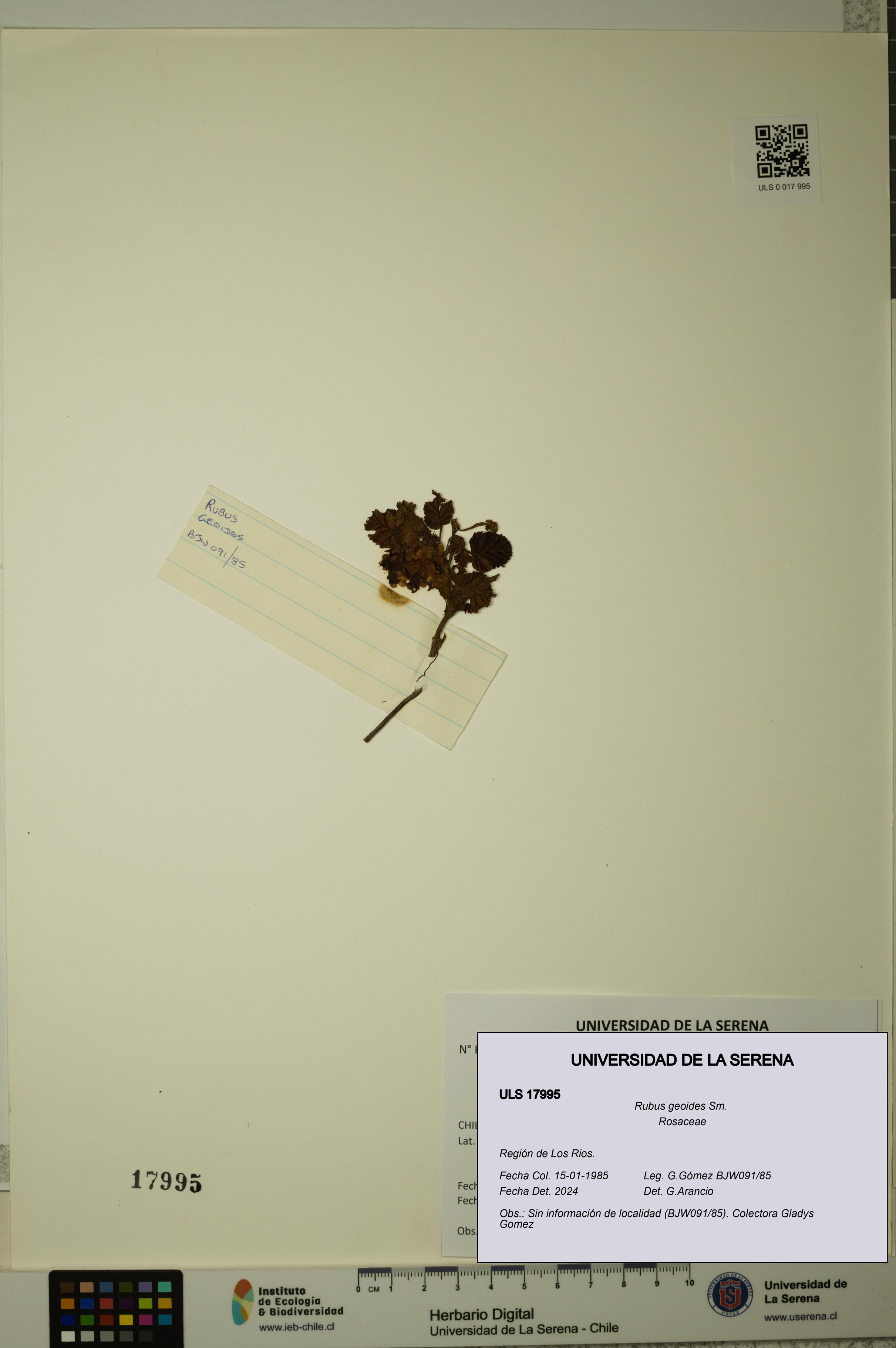 Rubus geoides [Espécimen: ULS:ULS:0017995]