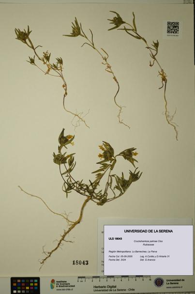 Cruckshanksia palmae [Espécimen: ULS:ULS:0018043]