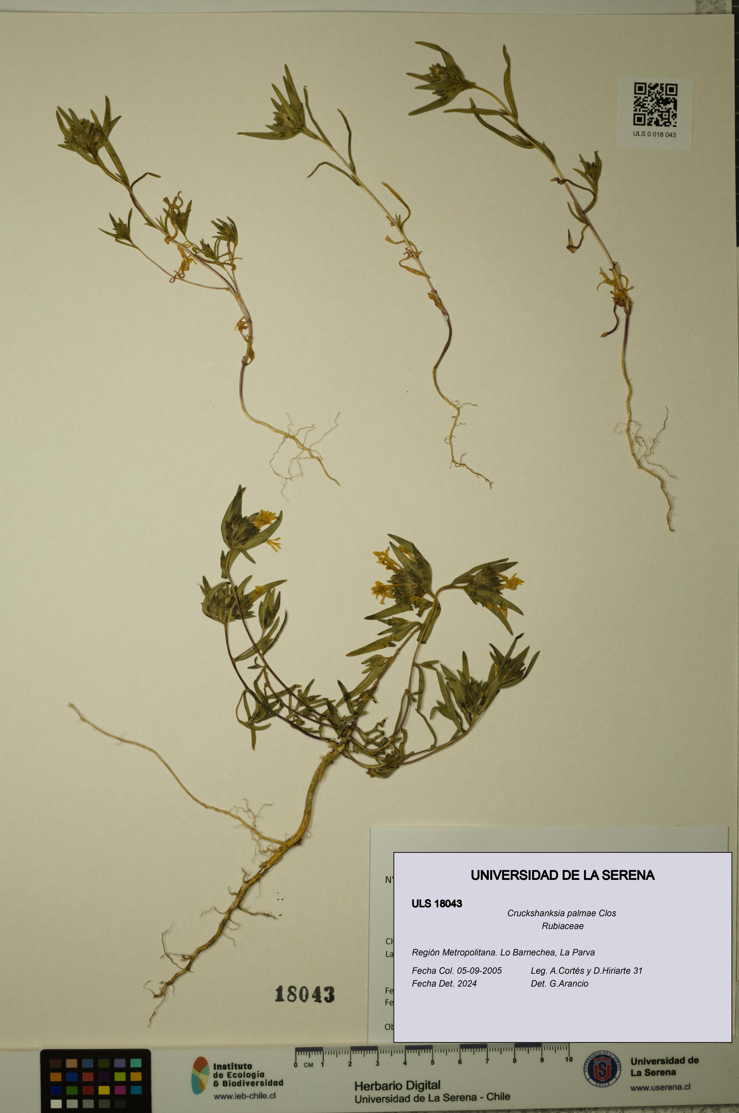 Cruckshanksia palmae [Espécimen: ULS:ULS:0018043]