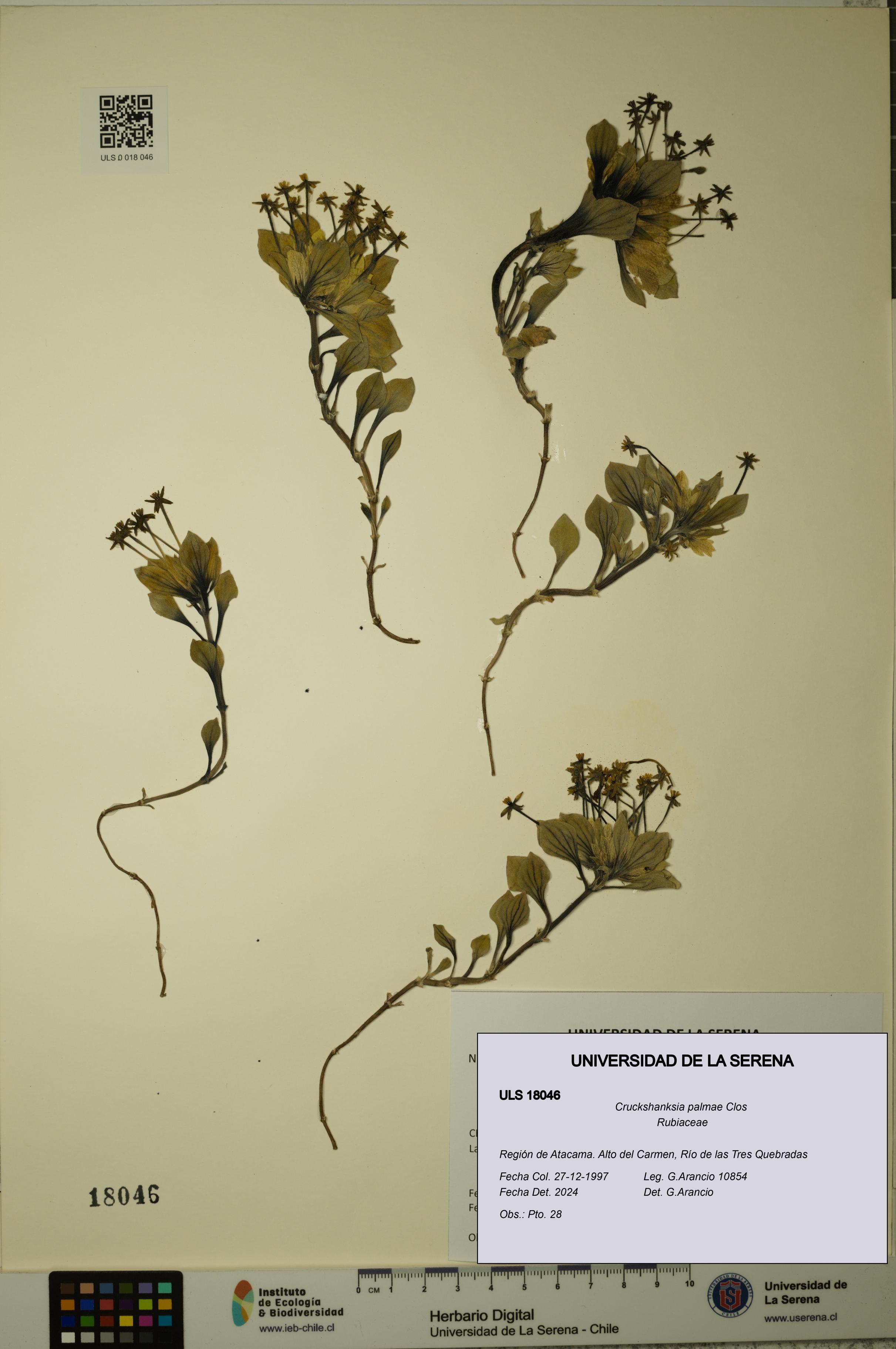 Cruckshanksia palmae [Espécimen: ULS:ULS:0018046]