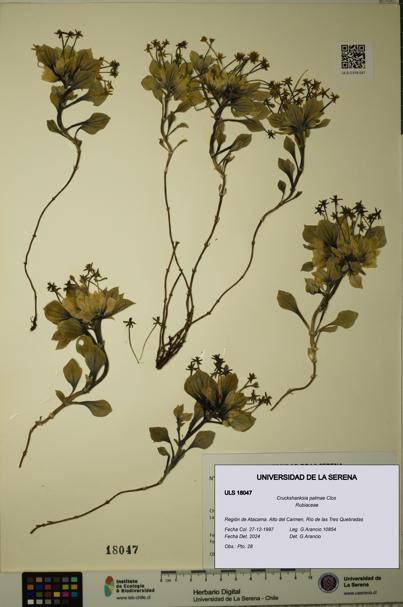 Cruckshanksia palmae [Espécimen: ULS:ULS:0018047]