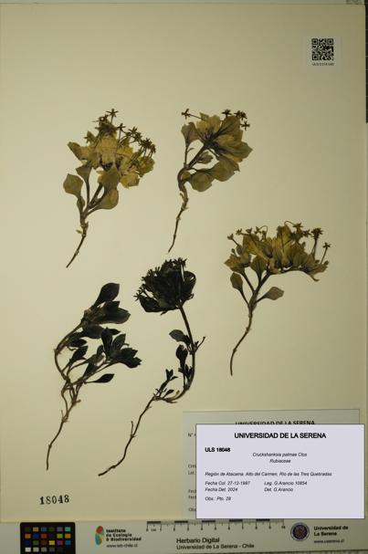 Cruckshanksia palmae [Espécimen: ULS:ULS:0018048]