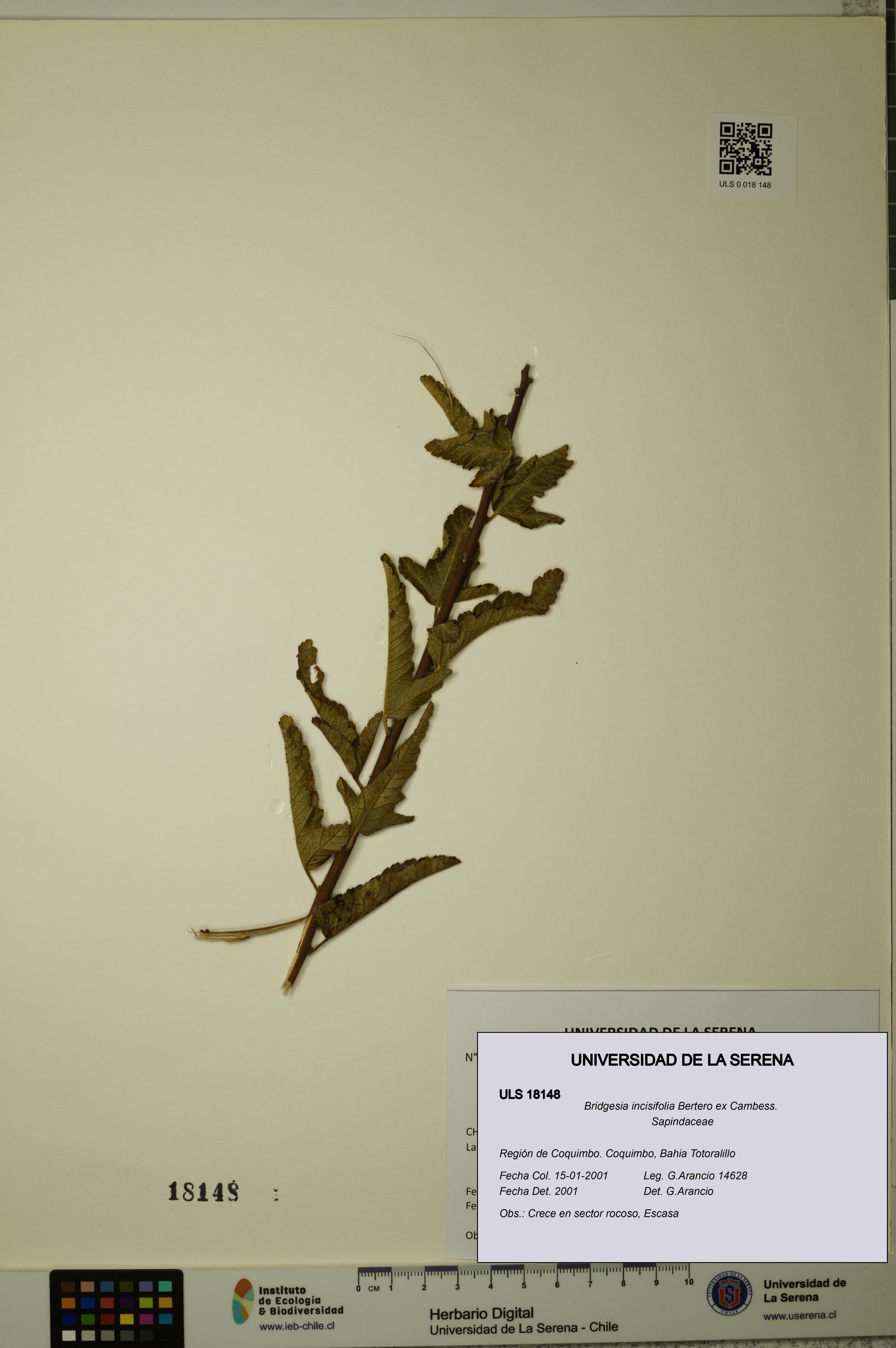 Bridgesia incisifolia [Espécimen: ULS:ULS:0018148]