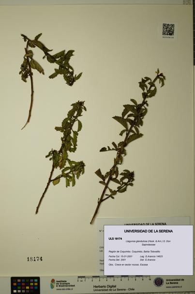 Llagunoa glandulosa [Espécimen: ULS:ULS:0018174]