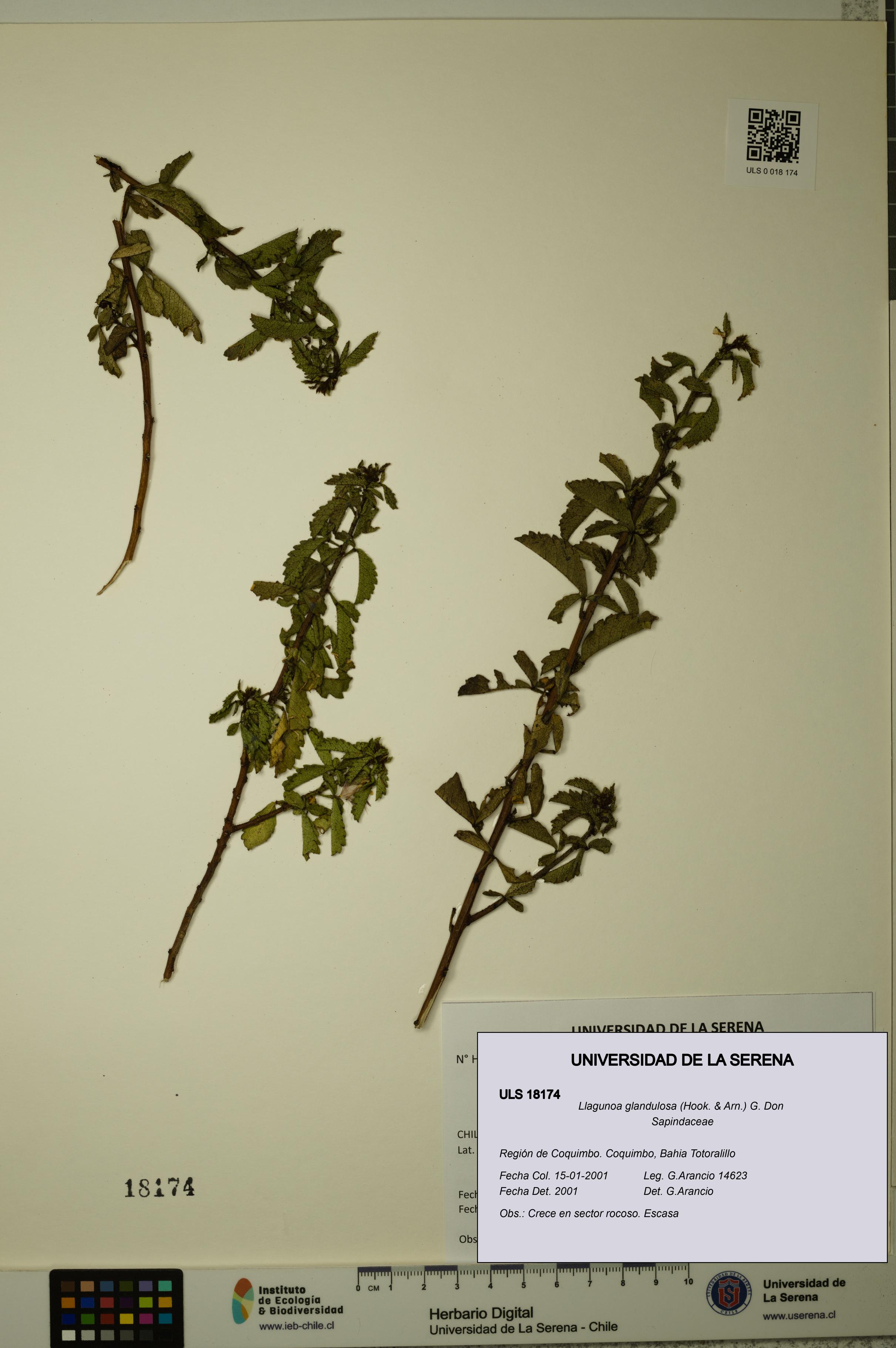 Llagunoa glandulosa [Espécimen: ULS:ULS:0018174]