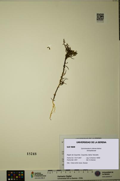 Quinchamalium chilense [Espécimen: ULS:ULS:0018248]