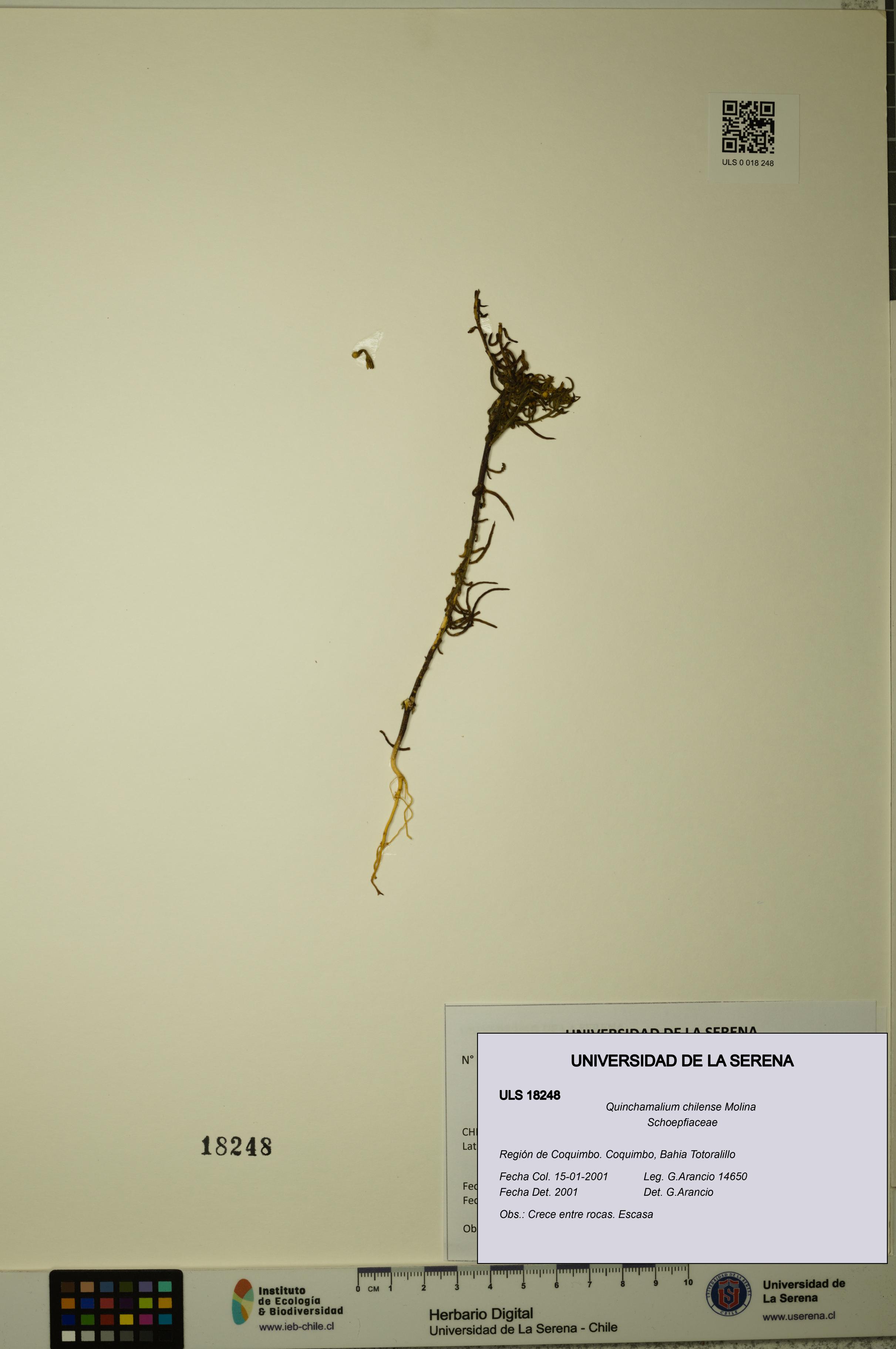 Quinchamalium chilense [Espécimen: ULS:ULS:0018248]