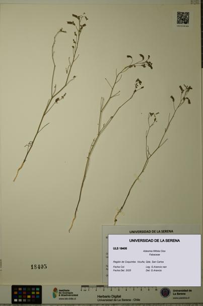 Adesmia filifolia [Espécimen: ULS:ULS:0018405]