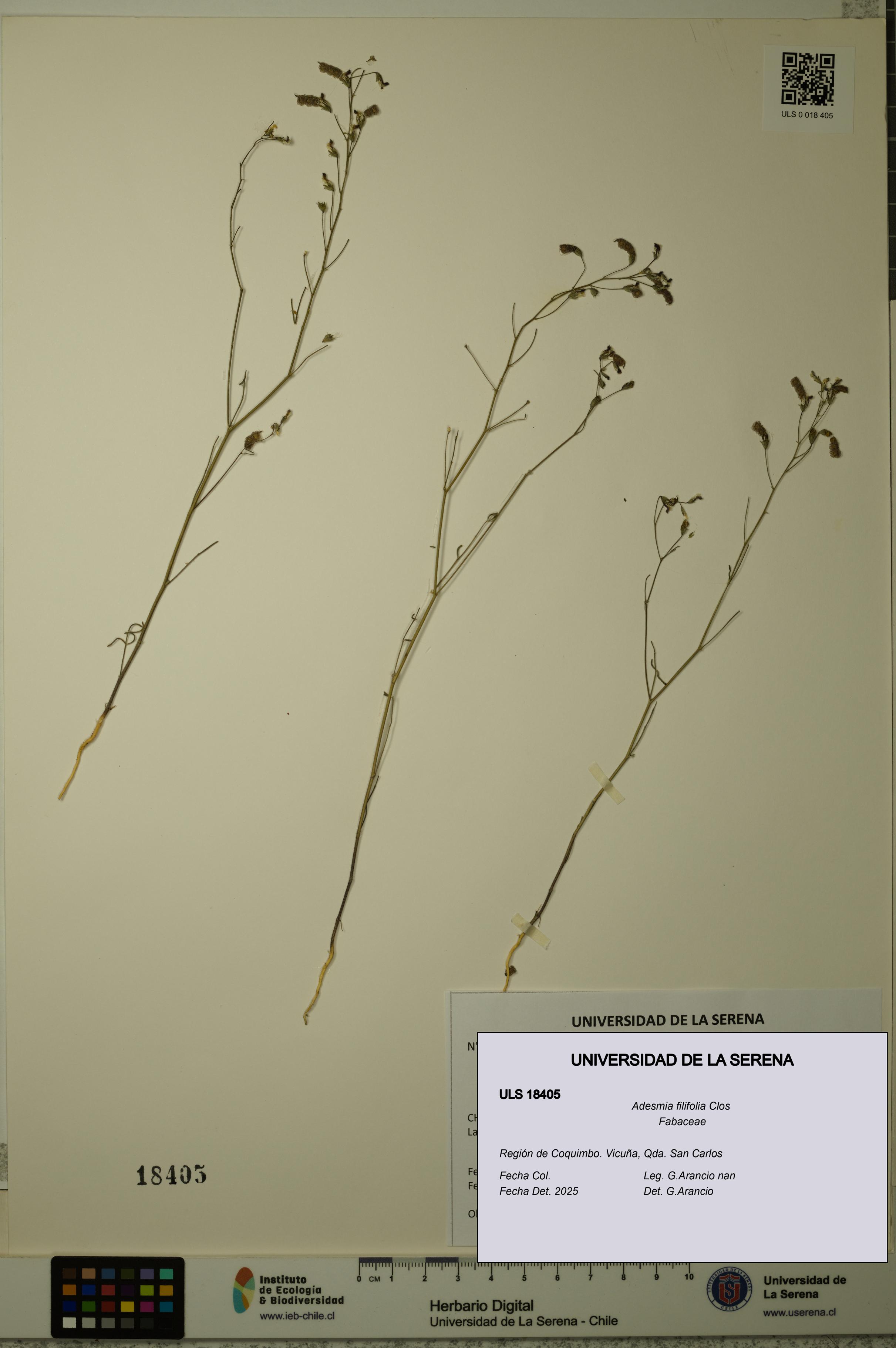 Adesmia filifolia [Espécimen: ULS:ULS:0018405]