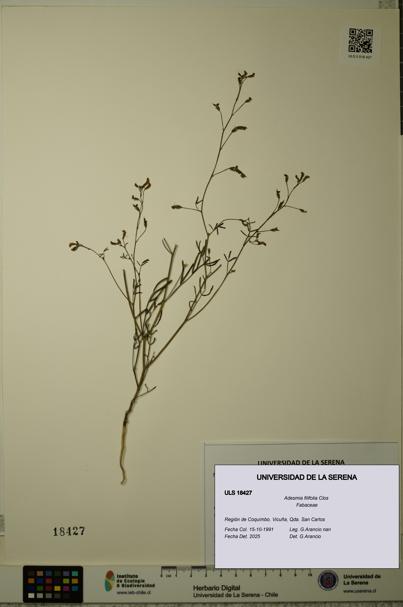 Adesmia filifolia [Espécimen: ULS:ULS:0018427]