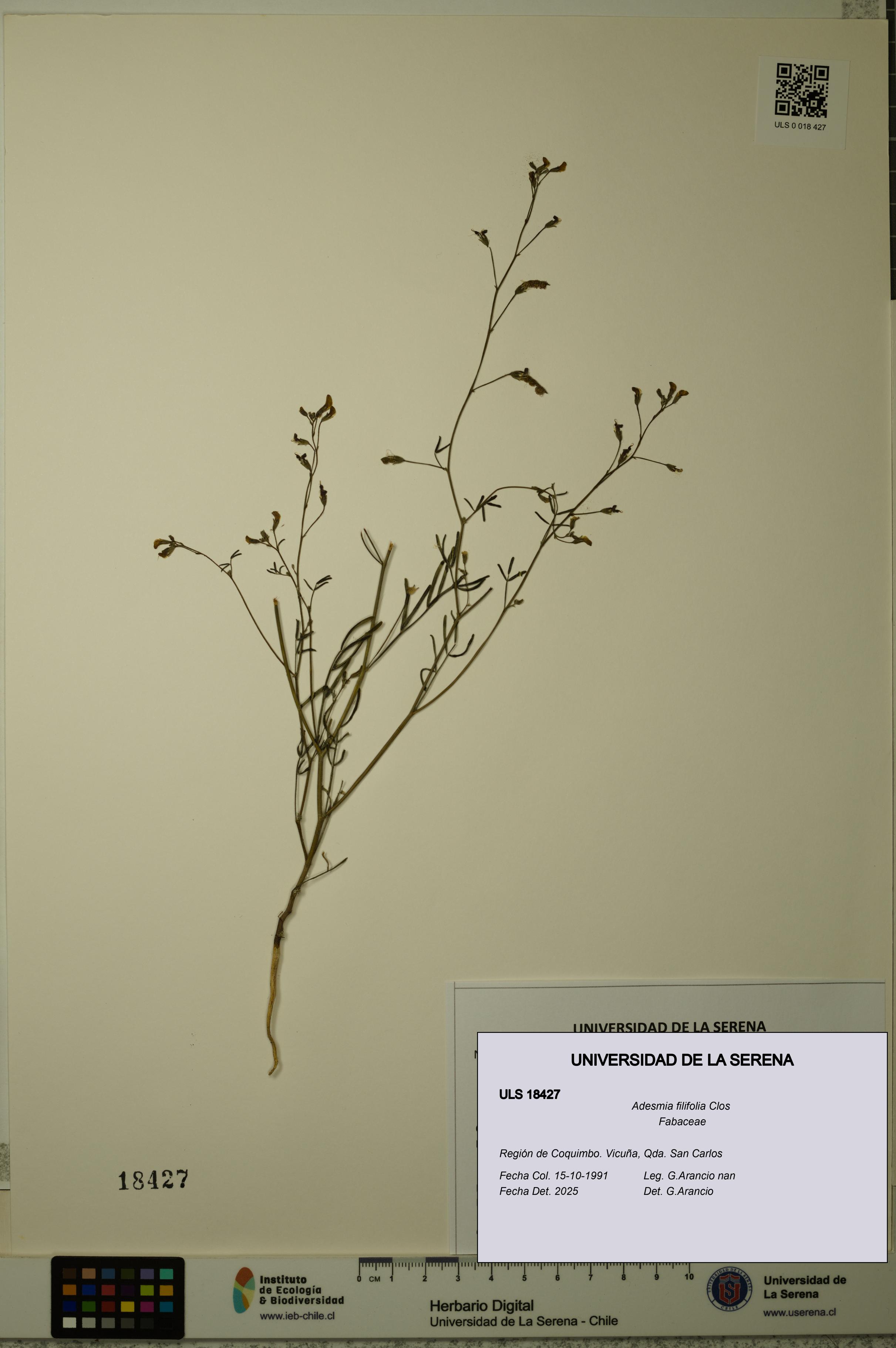 Adesmia filifolia [Espécimen: ULS:ULS:0018427]