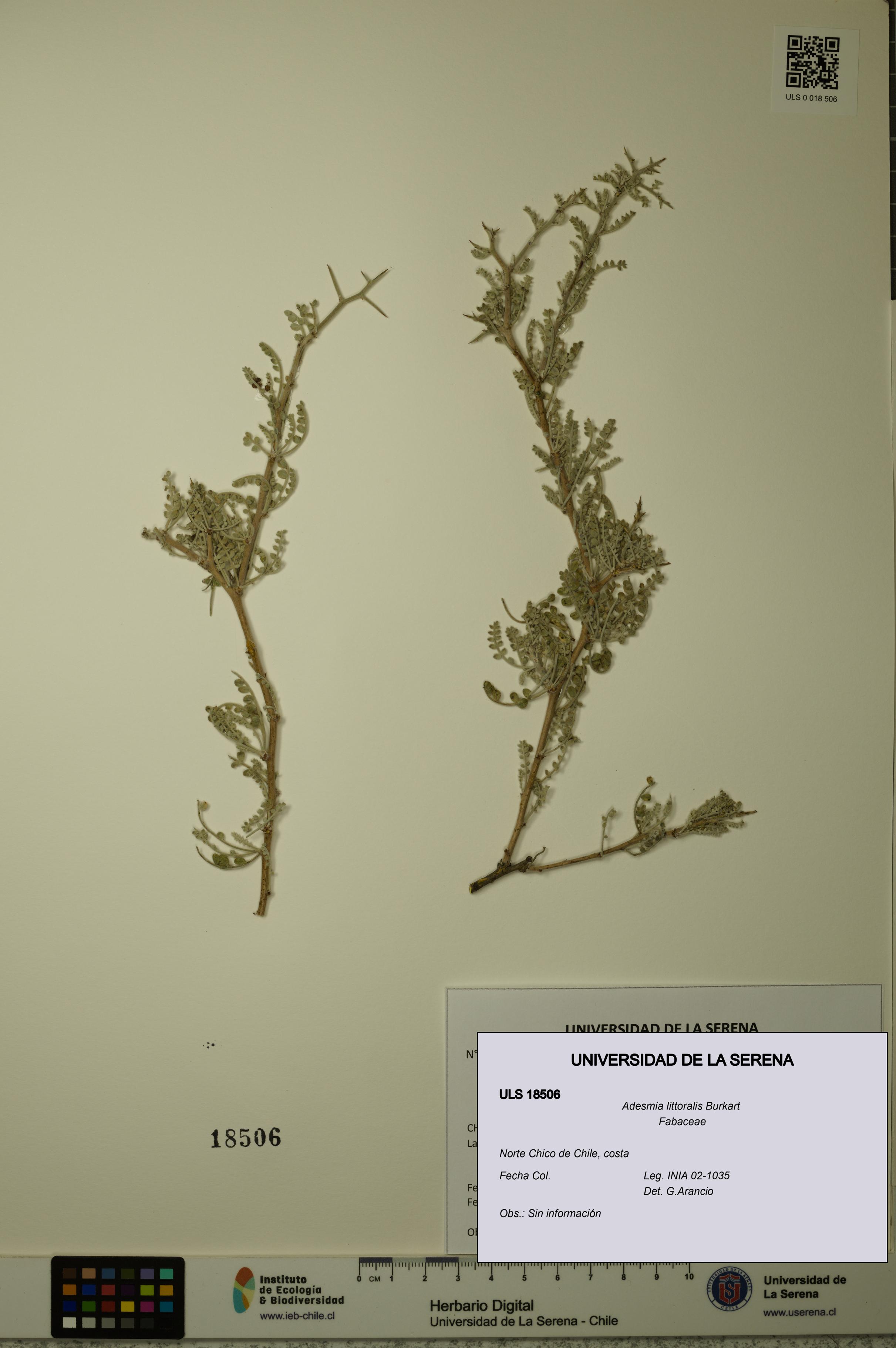 Adesmia littoralis [Espécimen: ULS:ULS:0018506]