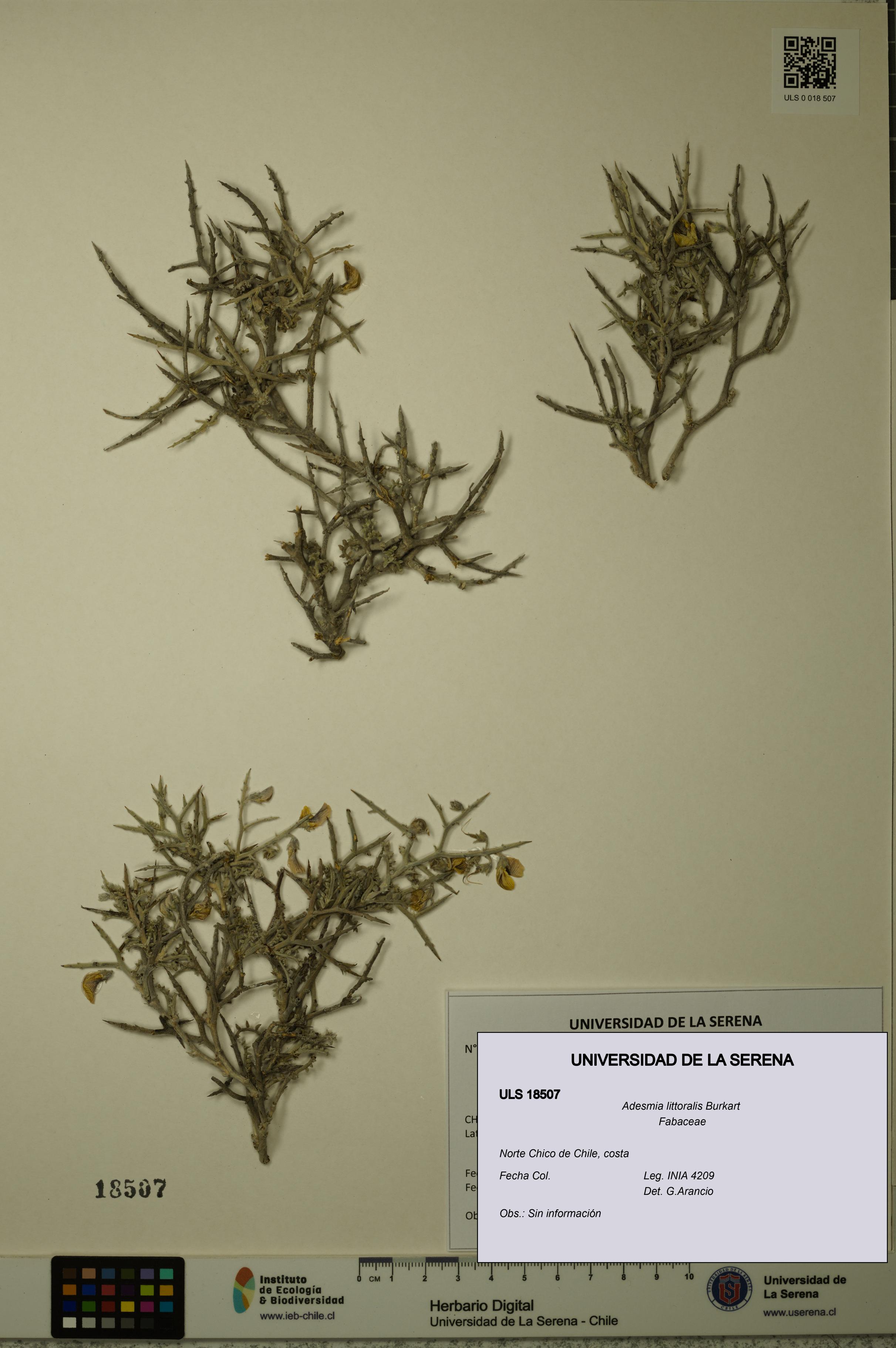 Adesmia littoralis [Espécimen: ULS:ULS:0018507]