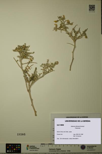 Adesmia littoralis [Espécimen: ULS:ULS:0018508]