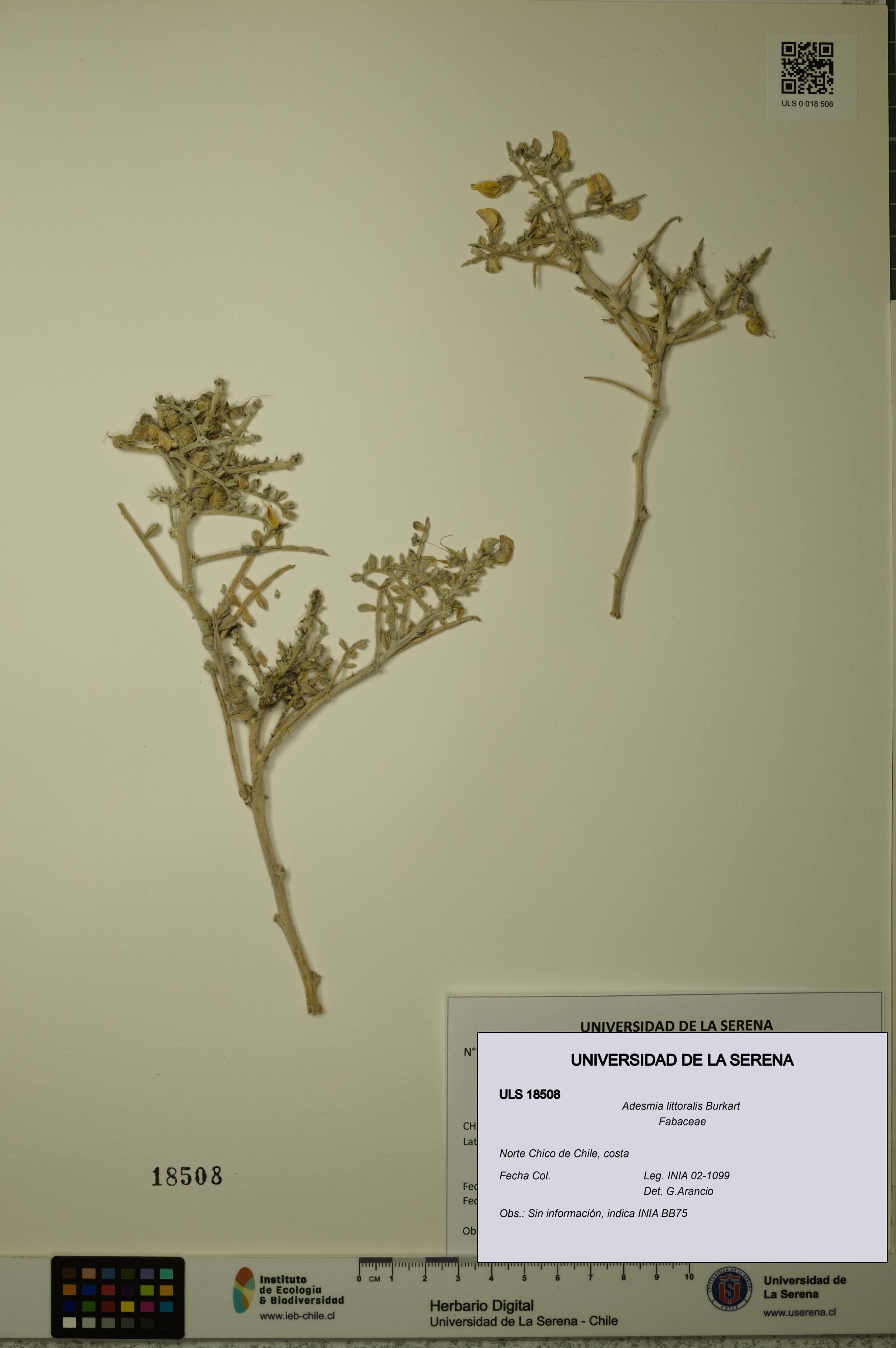 Adesmia littoralis [Espécimen: ULS:ULS:0018508]