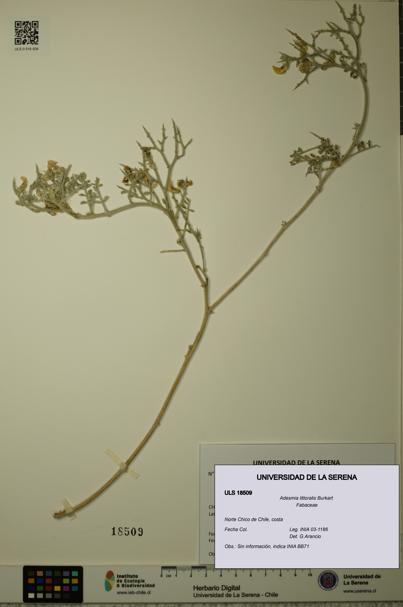 Adesmia littoralis [Espécimen: ULS:ULS:0018509]