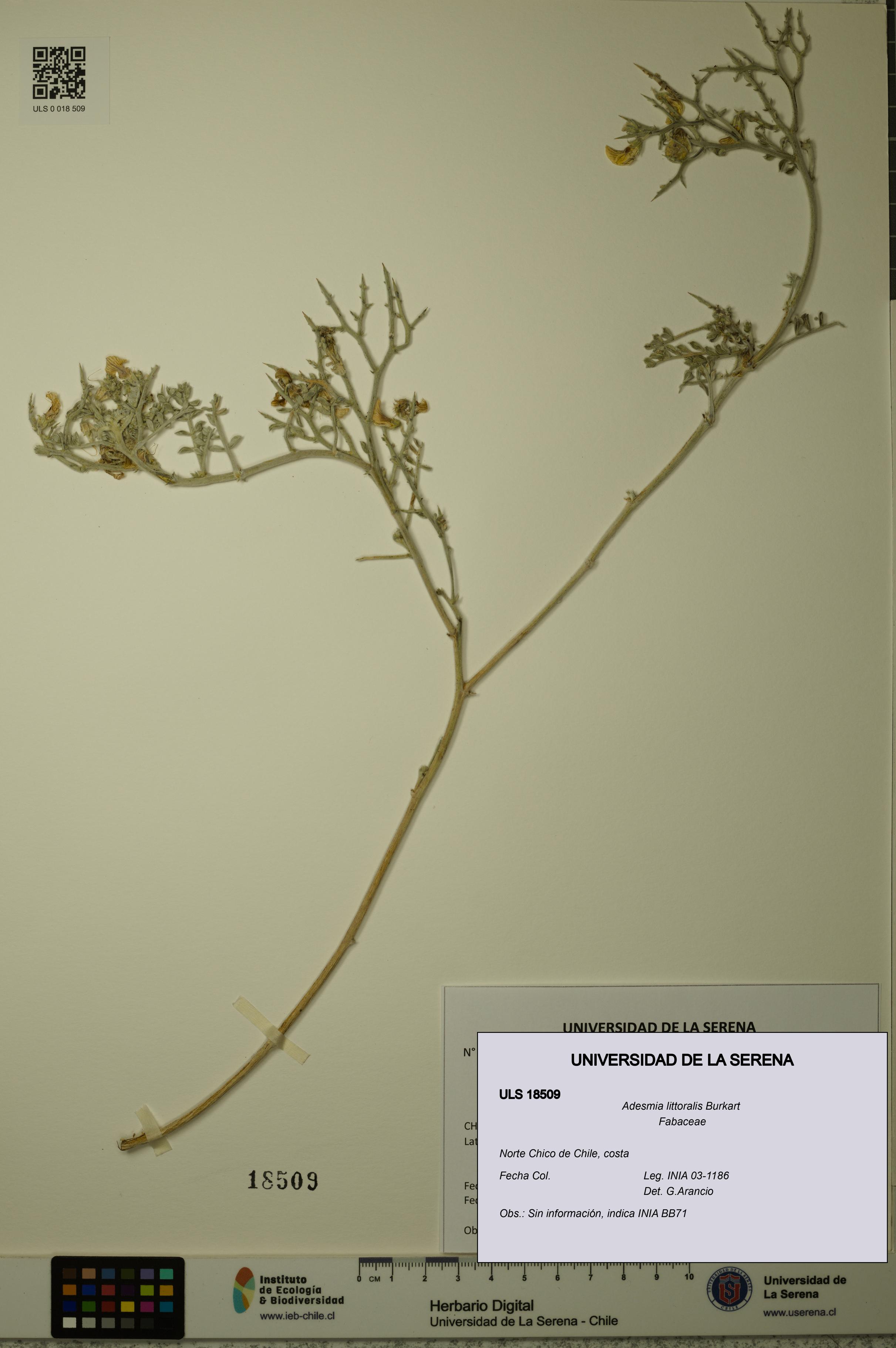 Adesmia littoralis [Espécimen: ULS:ULS:0018509]