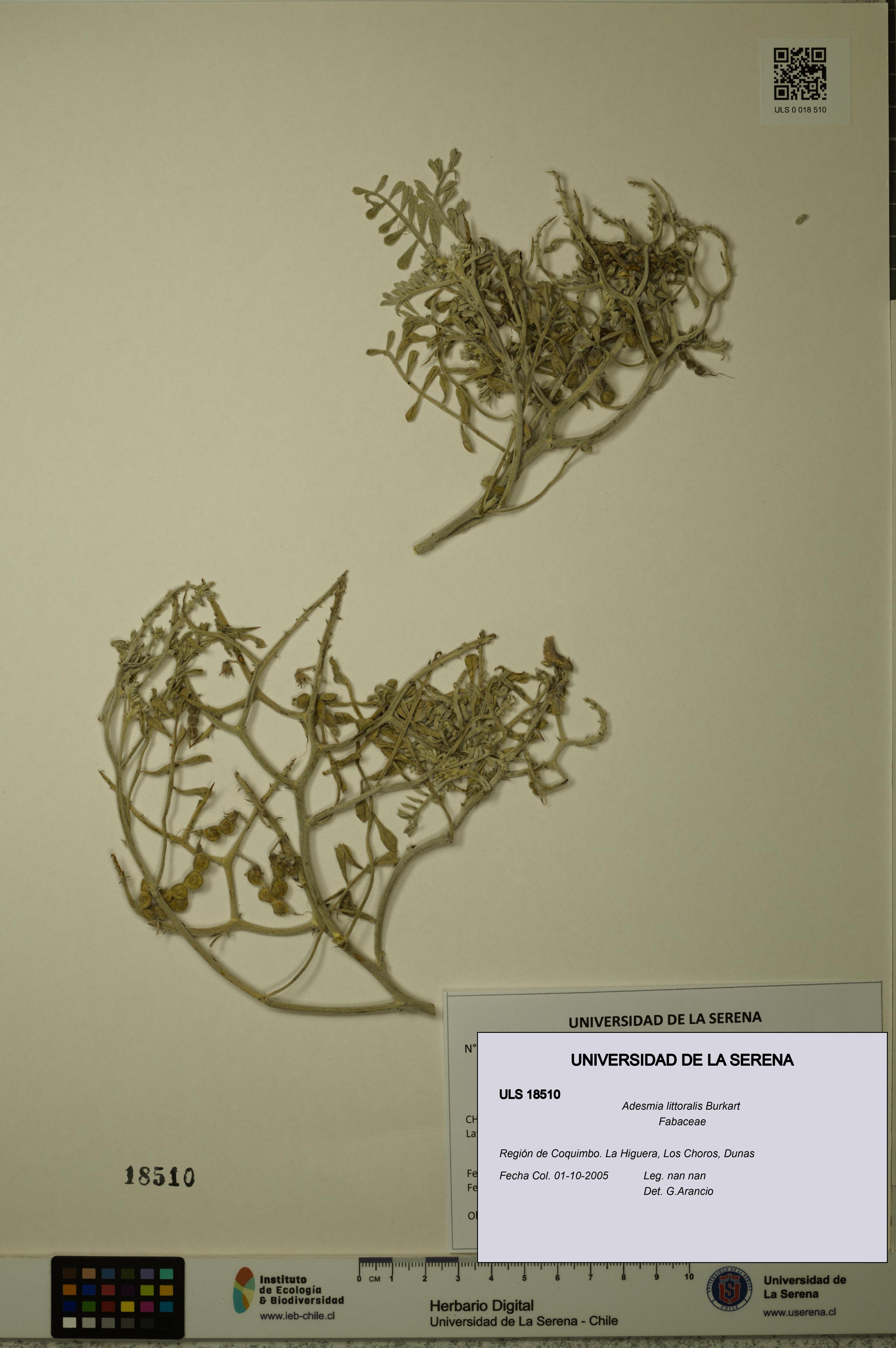 Adesmia littoralis [Espécimen: ULS:ULS:0018510]