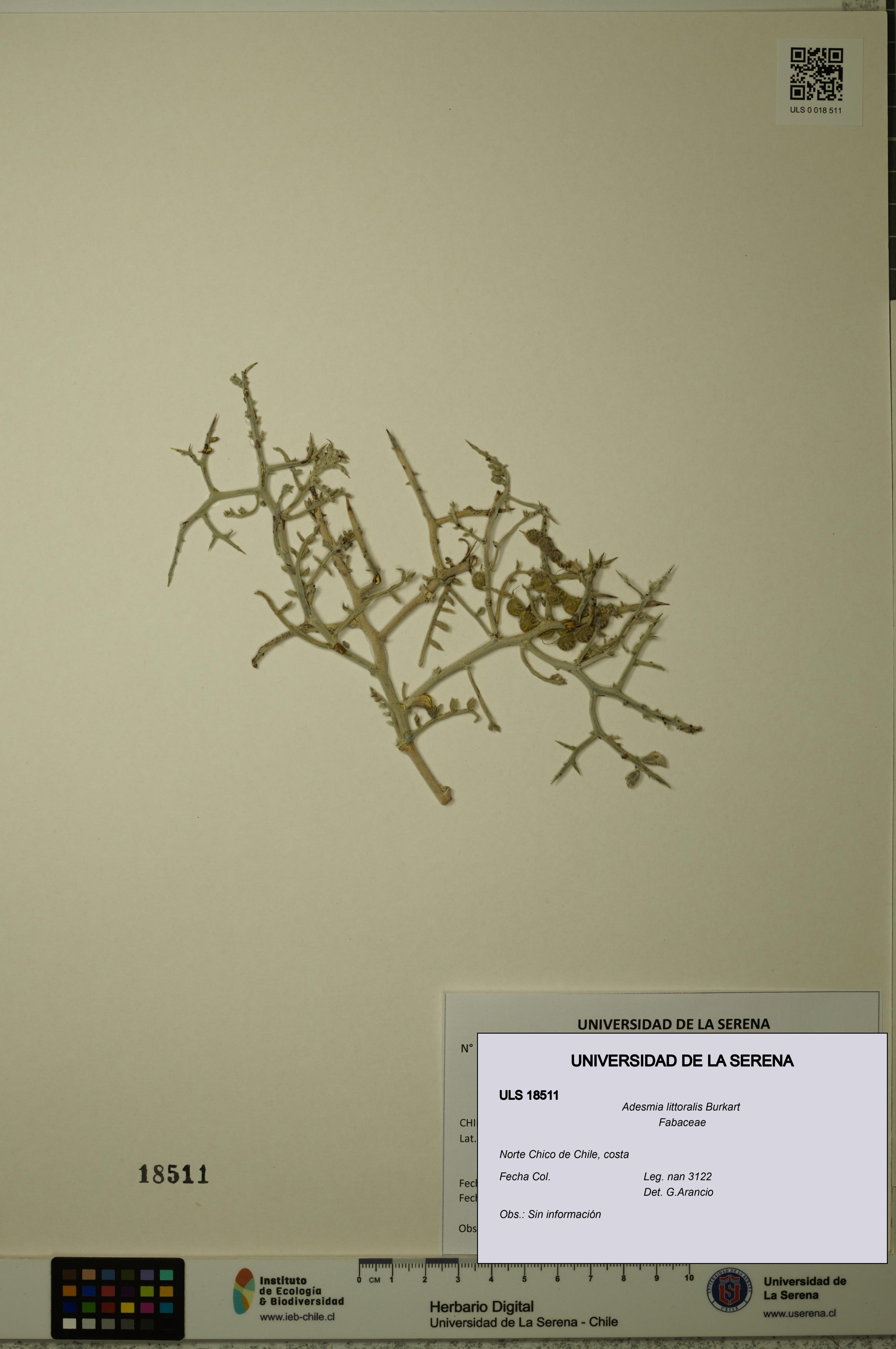 Adesmia littoralis [Espécimen: ULS:ULS:0018511]