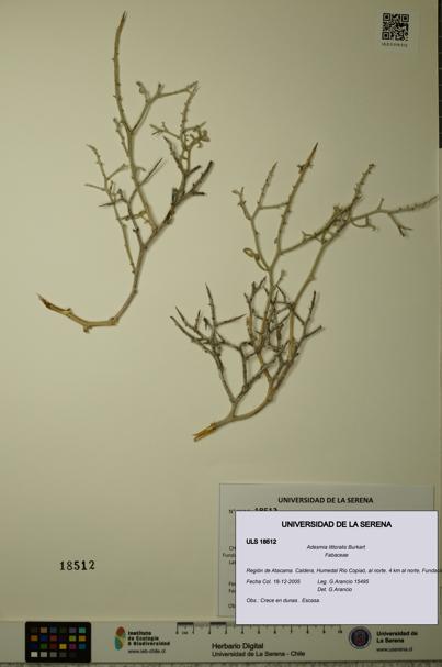Adesmia littoralis [Espécimen: ULS:ULS:0018512]