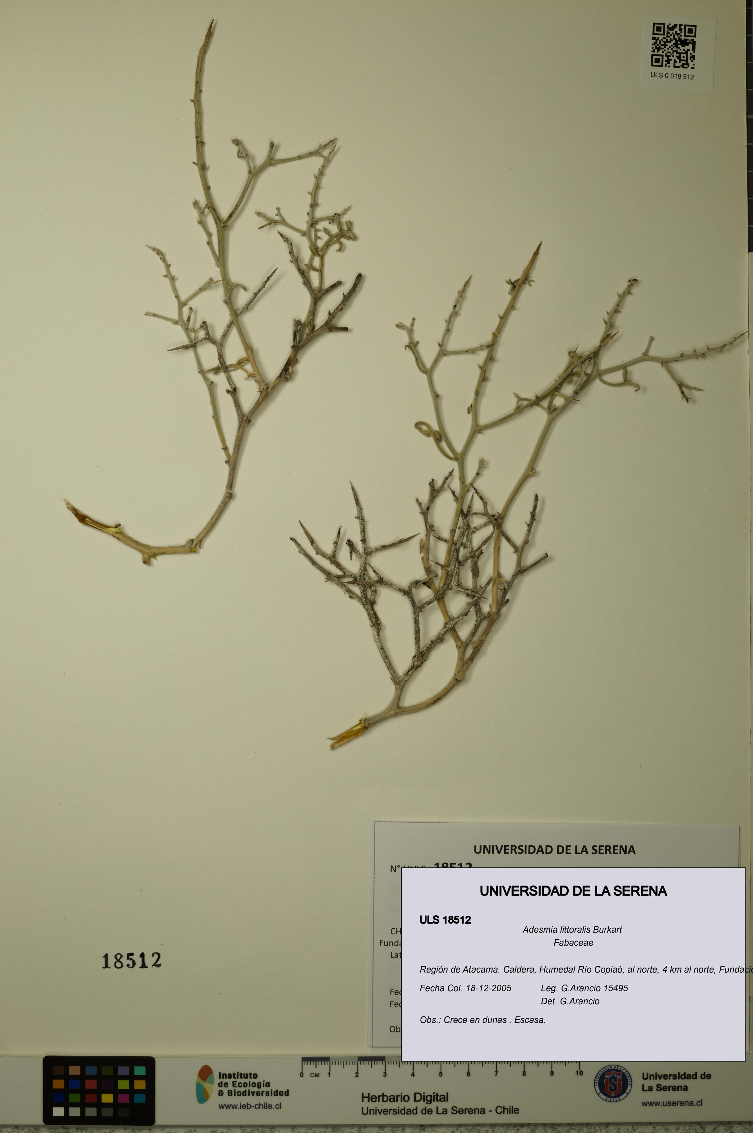 Adesmia littoralis [Espécimen: ULS:ULS:0018512]