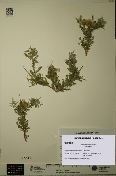 Adesmia littoralis [Espécimen: ULS:ULS:0018513]