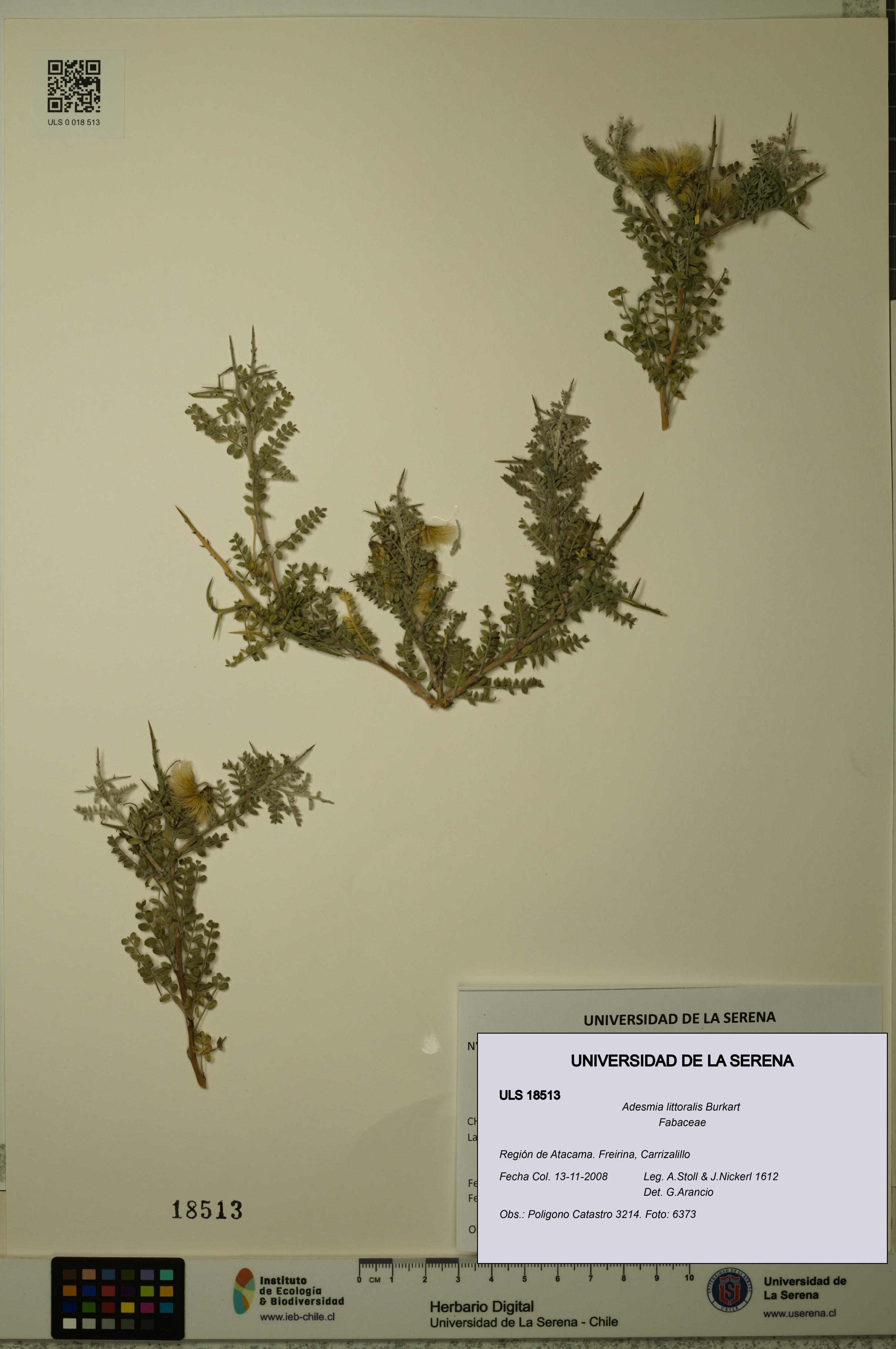 Adesmia littoralis [Espécimen: ULS:ULS:0018513]