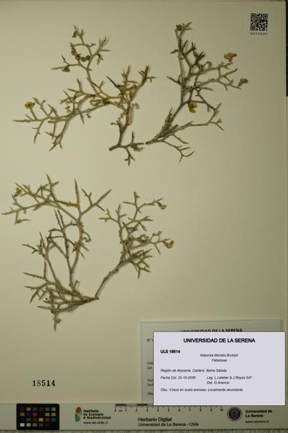 Adesmia littoralis [Espécimen: ULS:ULS:0018514]