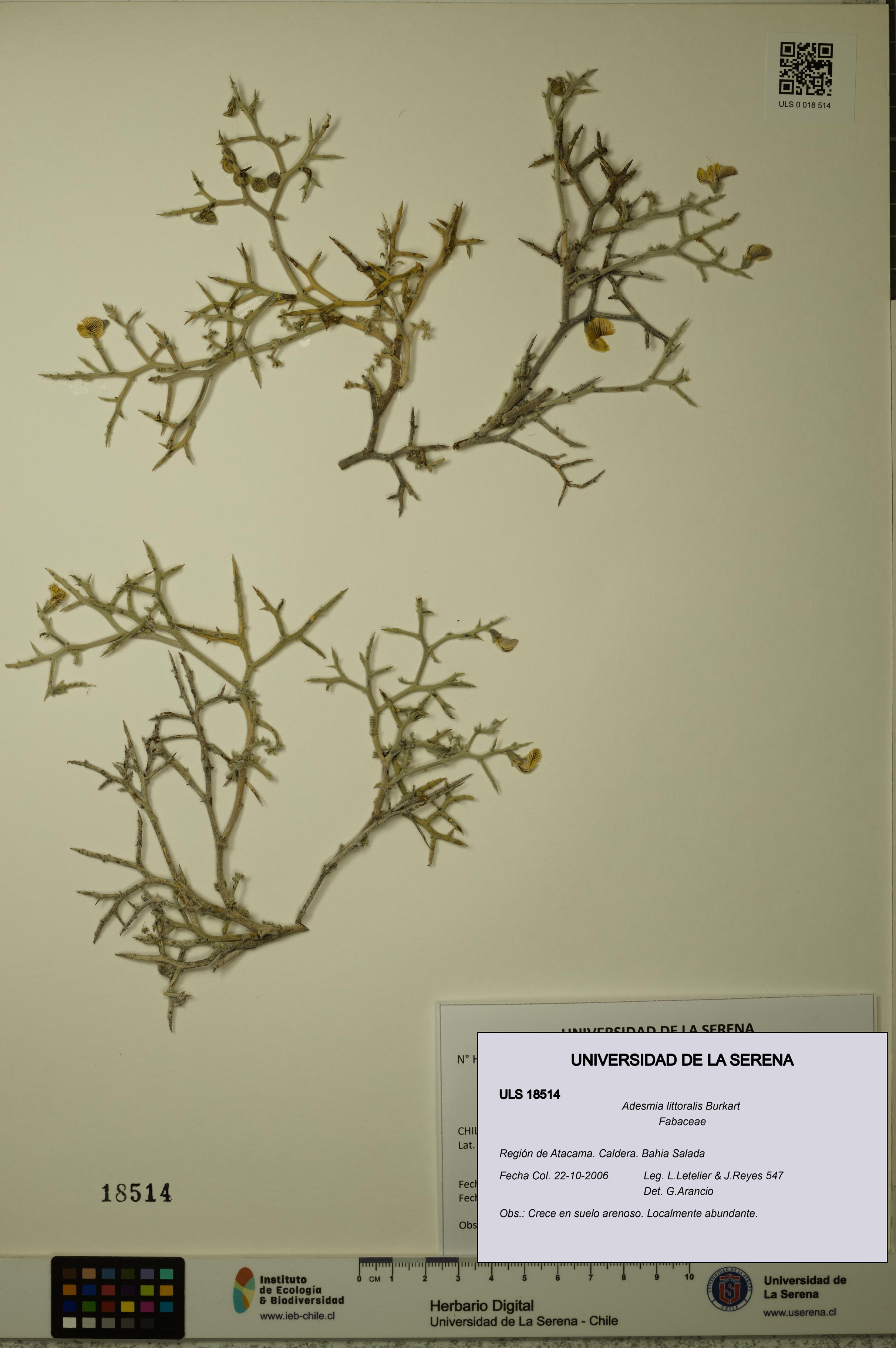 Adesmia littoralis [Espécimen: ULS:ULS:0018514]