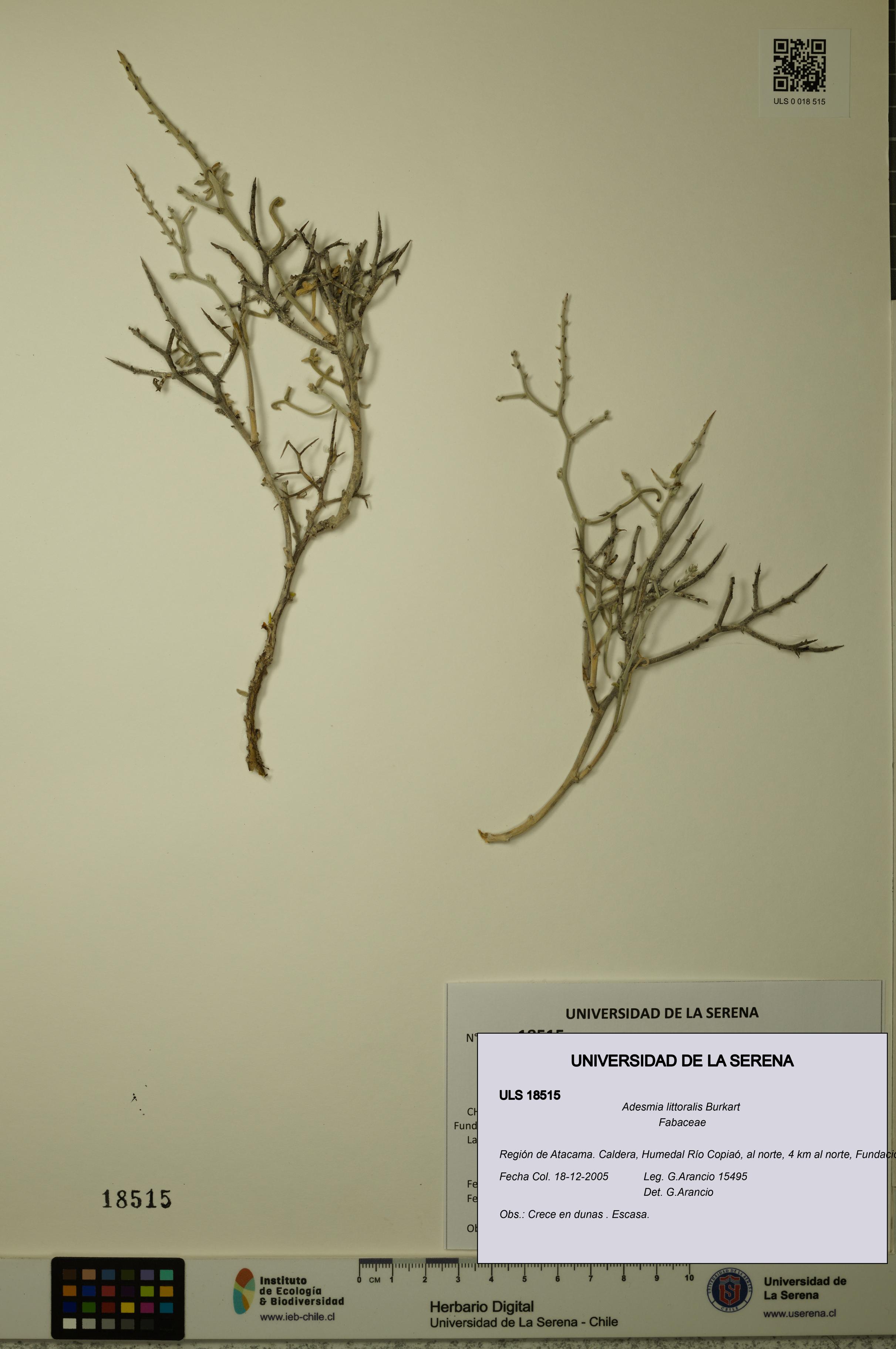 Adesmia littoralis [Espécimen: ULS:ULS:0018515]