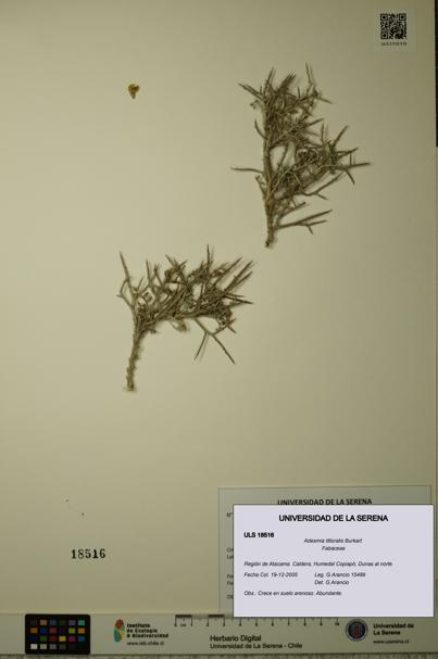 Adesmia littoralis [Espécimen: ULS:ULS:0018516]