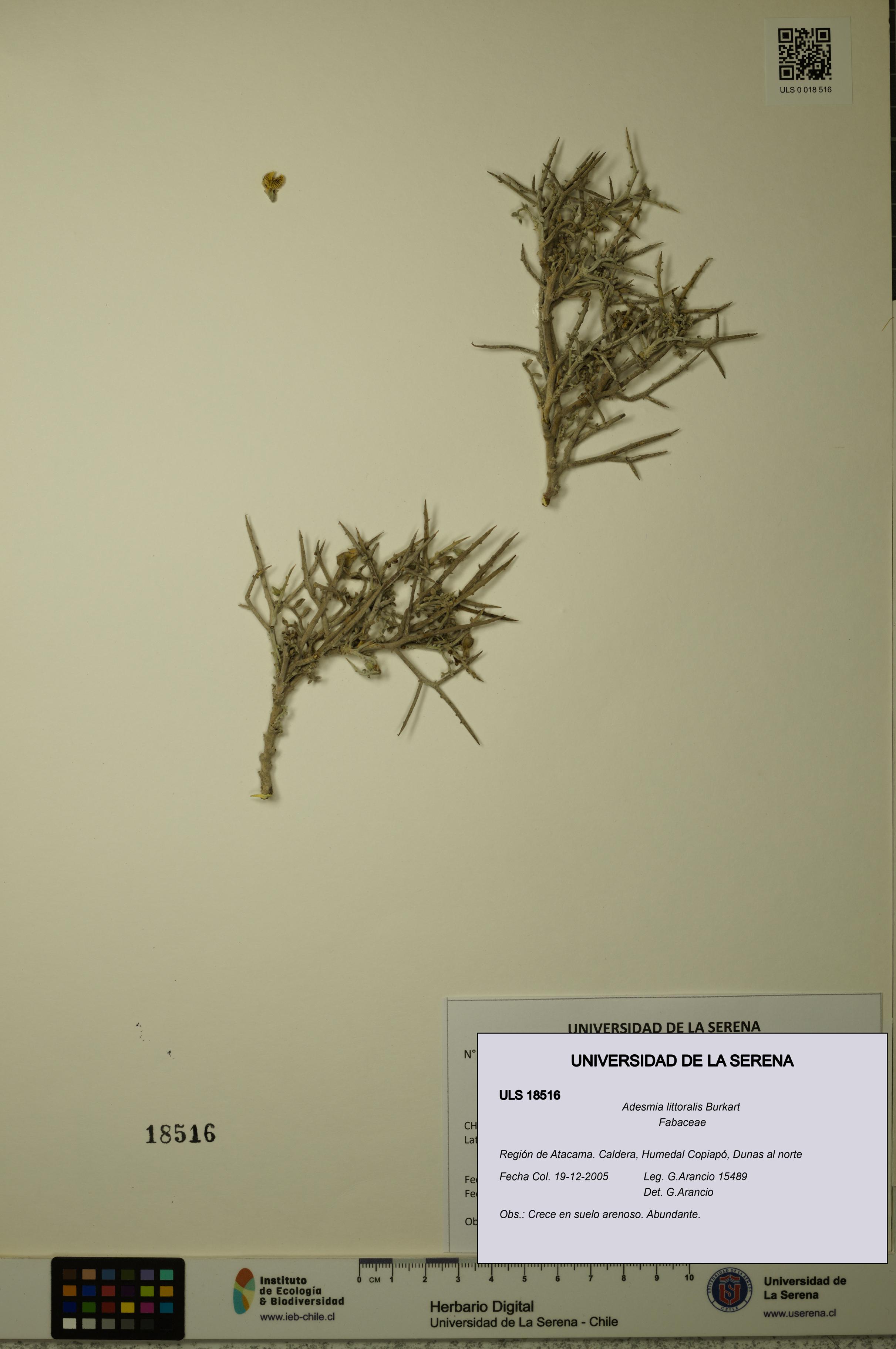Adesmia littoralis [Espécimen: ULS:ULS:0018516]