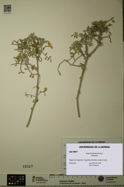Adesmia littoralis [Espécimen: ULS:ULS:0018517]