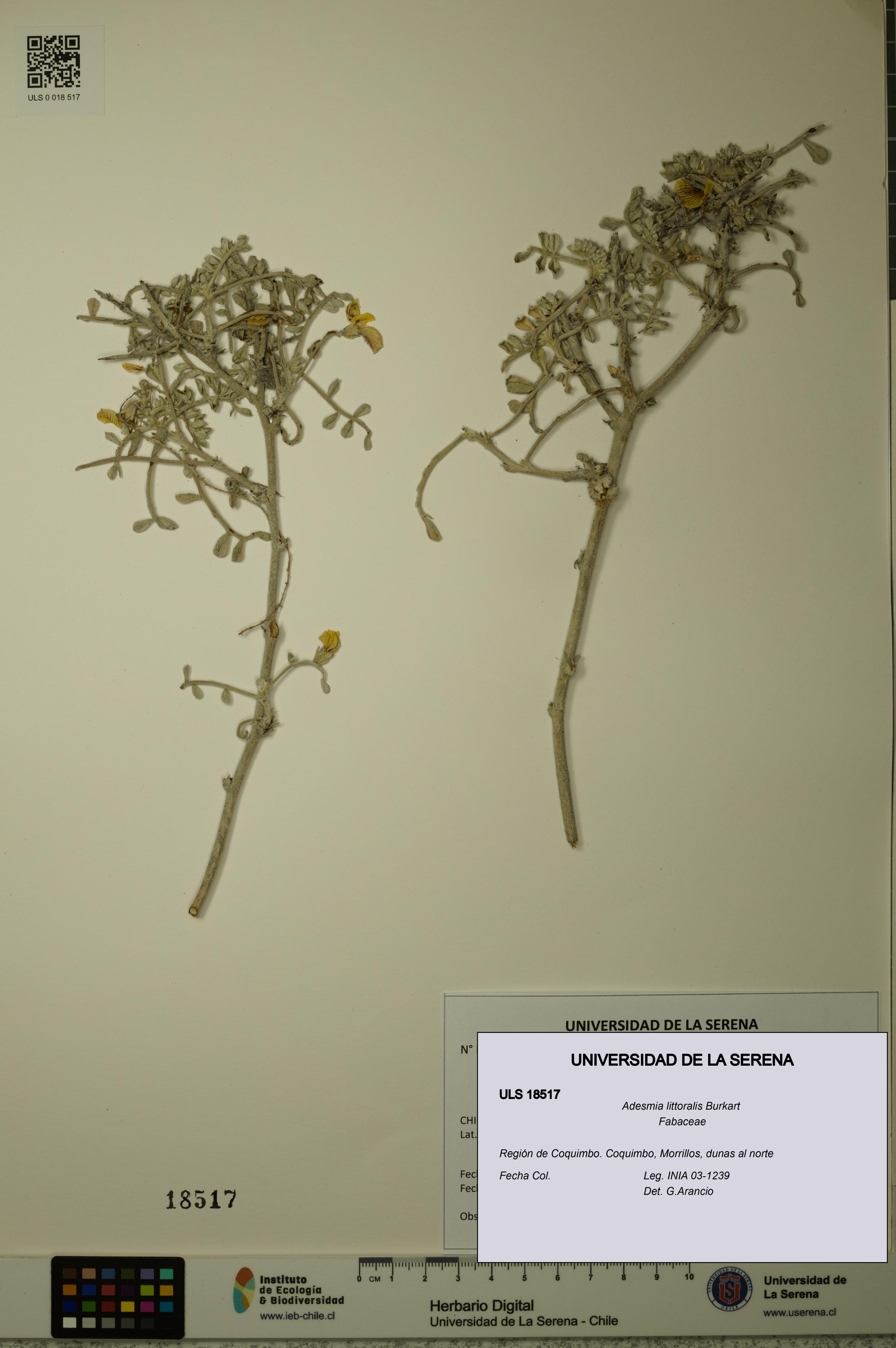 Adesmia littoralis [Espécimen: ULS:ULS:0018517]