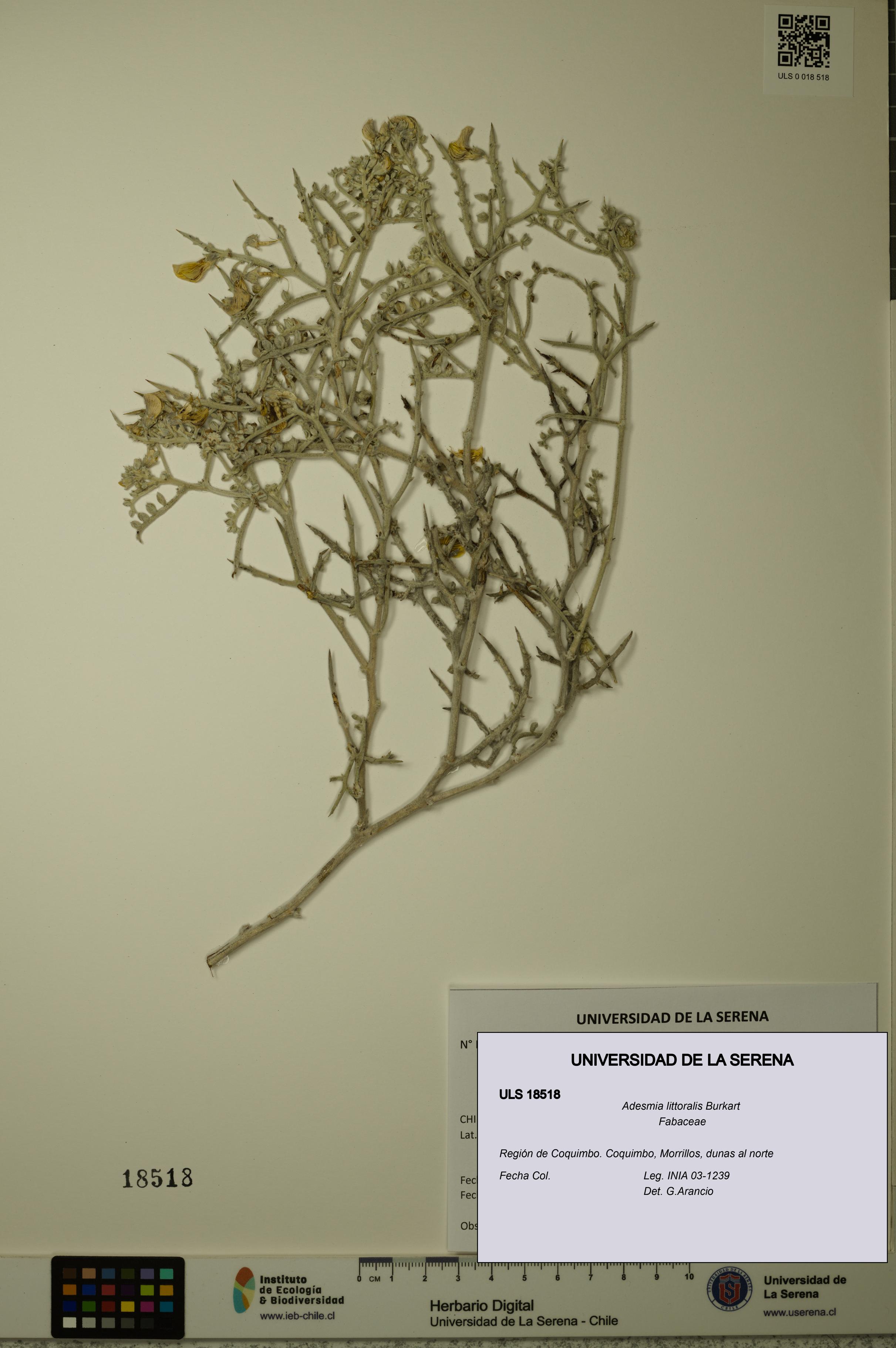 Adesmia littoralis [Espécimen: ULS:ULS:0018518]