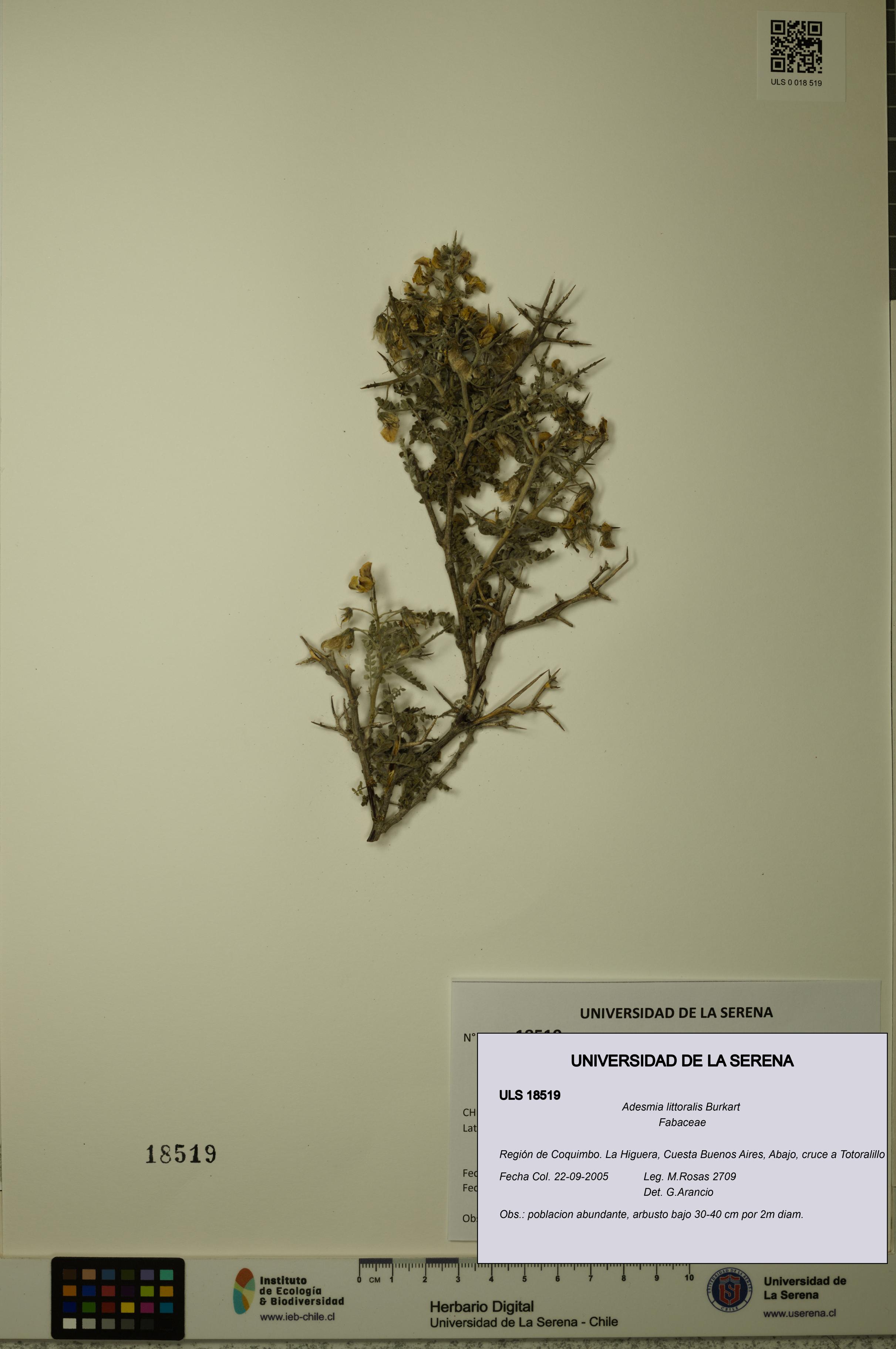 Adesmia littoralis [Espécimen: ULS:ULS:0018519]