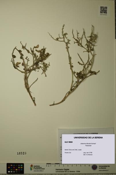 Adesmia littoralis [Espécimen: ULS:ULS:0018520]
