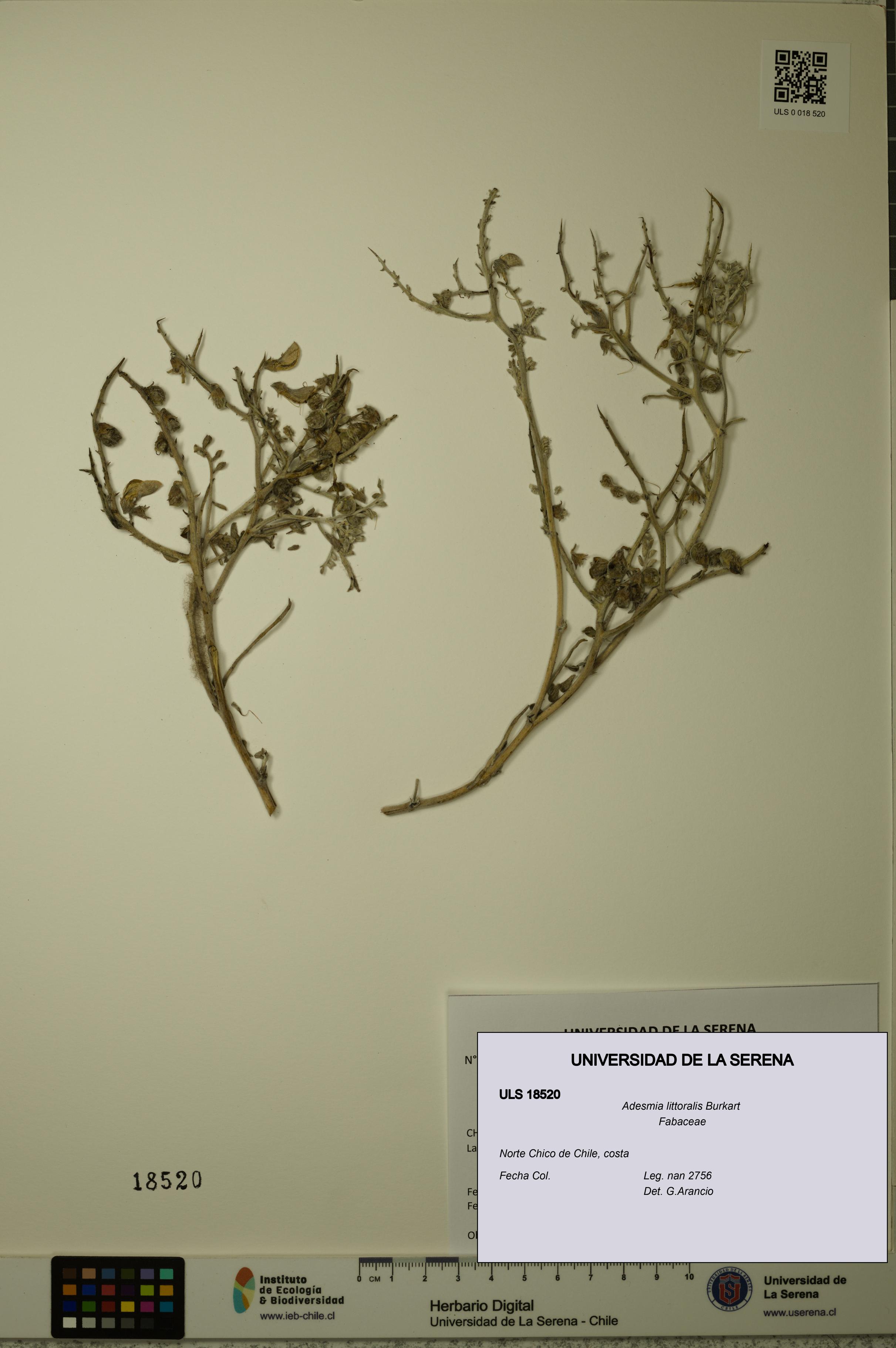 Adesmia littoralis [Espécimen: ULS:ULS:0018520]
