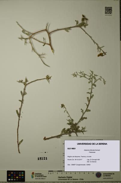 Adesmia littoralis [Espécimen: ULS:ULS:0018521]