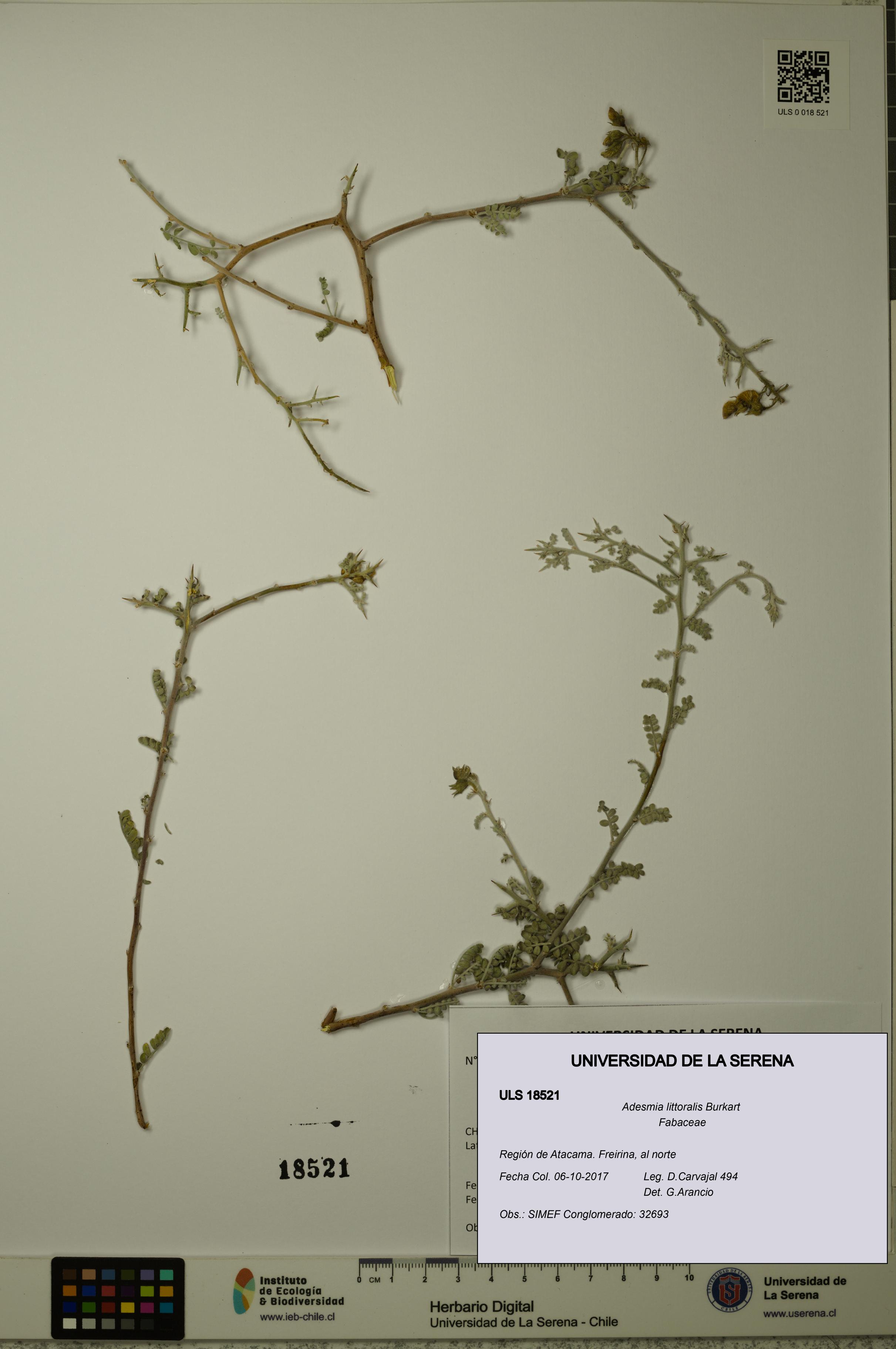 Adesmia littoralis [Espécimen: ULS:ULS:0018521]