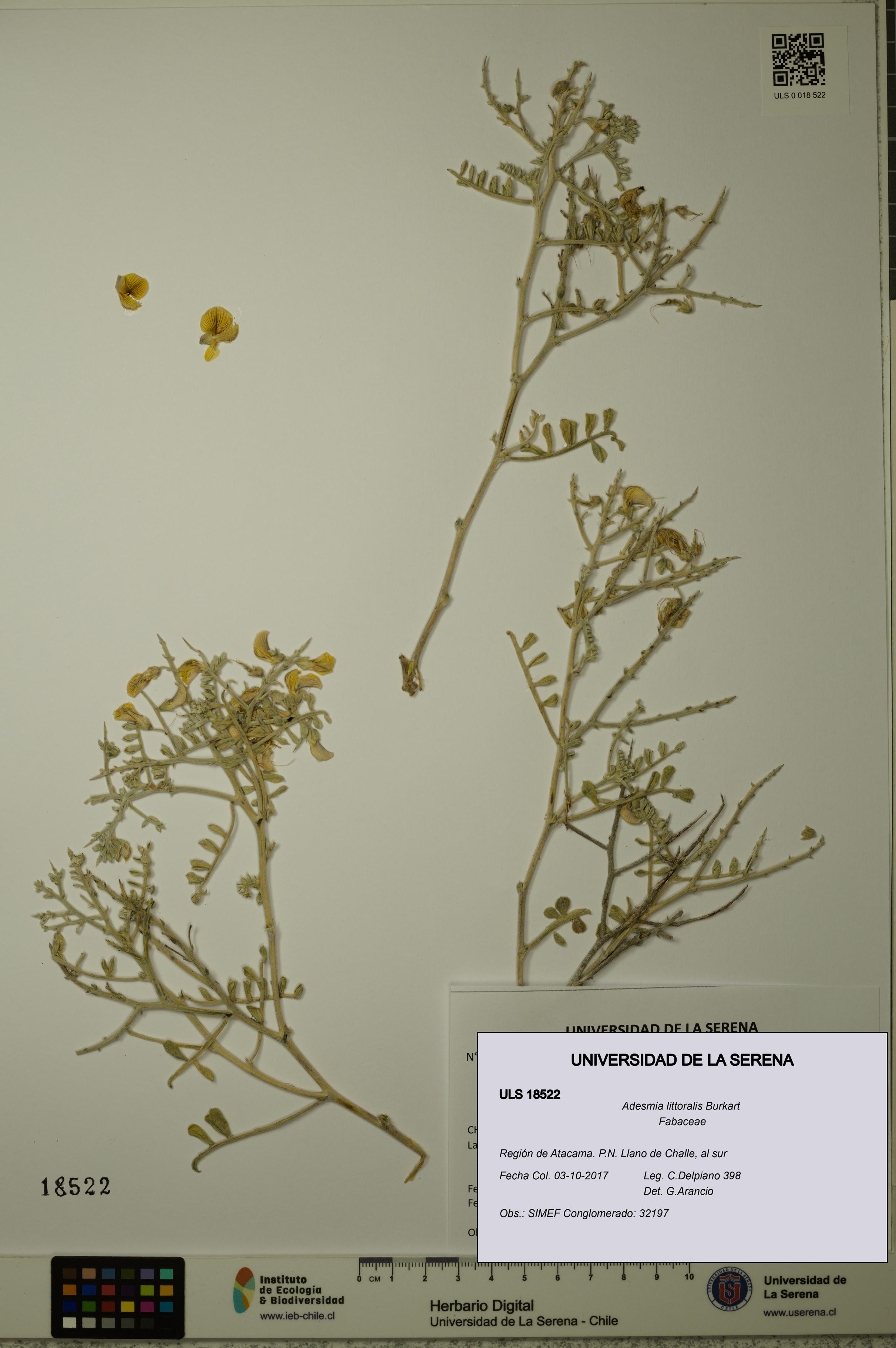 Adesmia littoralis [Espécimen: ULS:ULS:0018522]