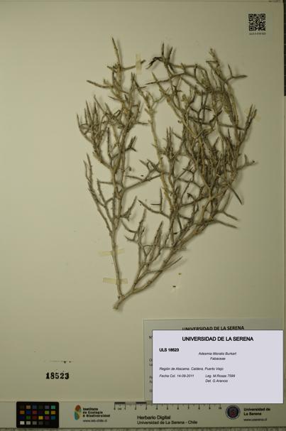 Adesmia littoralis [Espécimen: ULS:ULS:0018523]