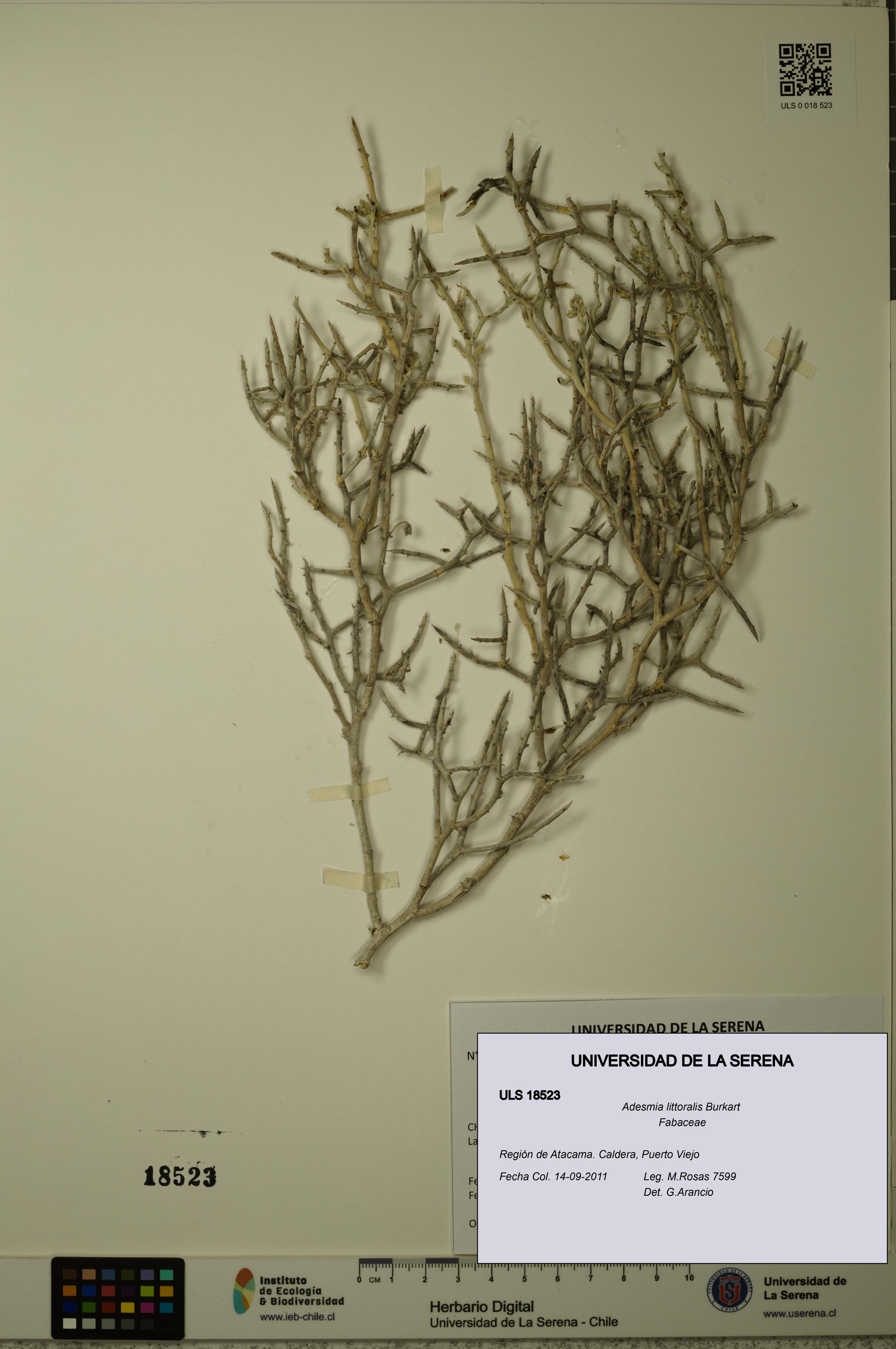 Adesmia littoralis [Espécimen: ULS:ULS:0018523]